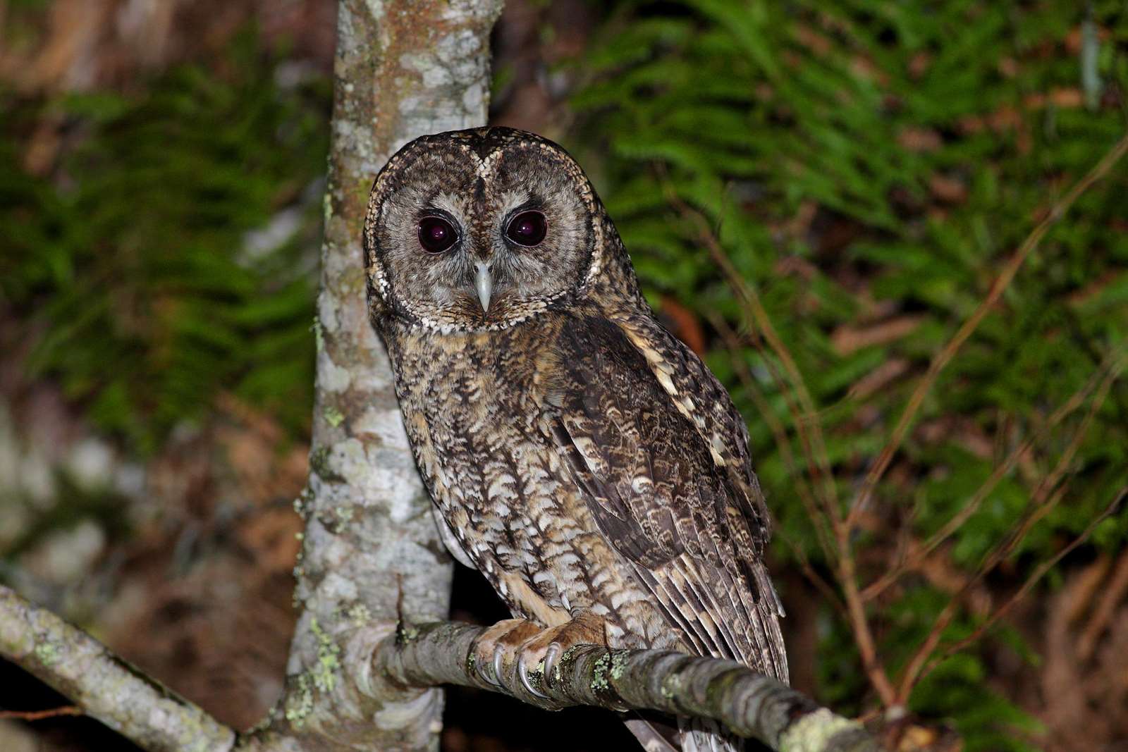 夜探貓頭鷹-灰林鴞
