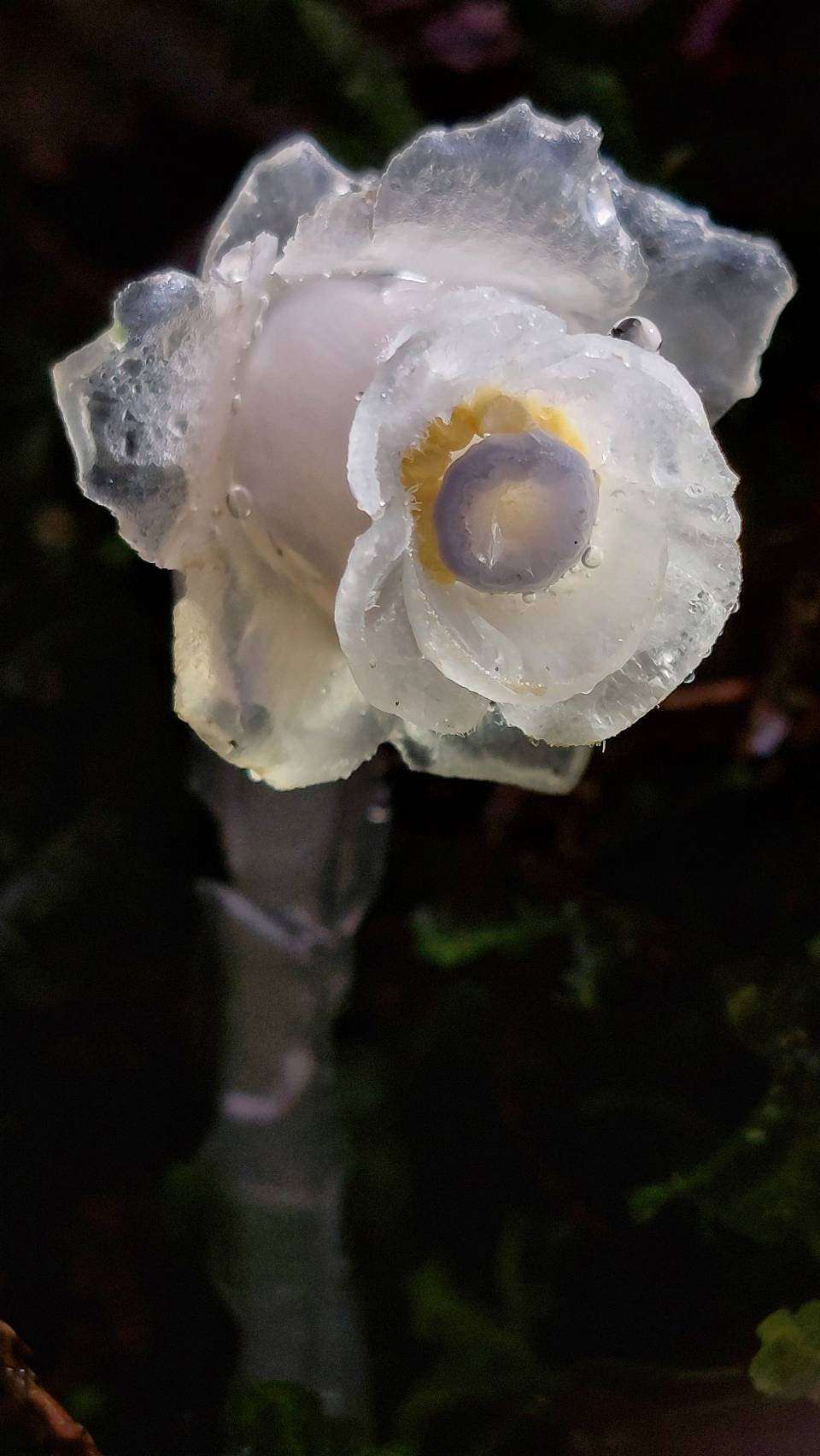 晶瑩剔透的「阿里山水晶蘭」