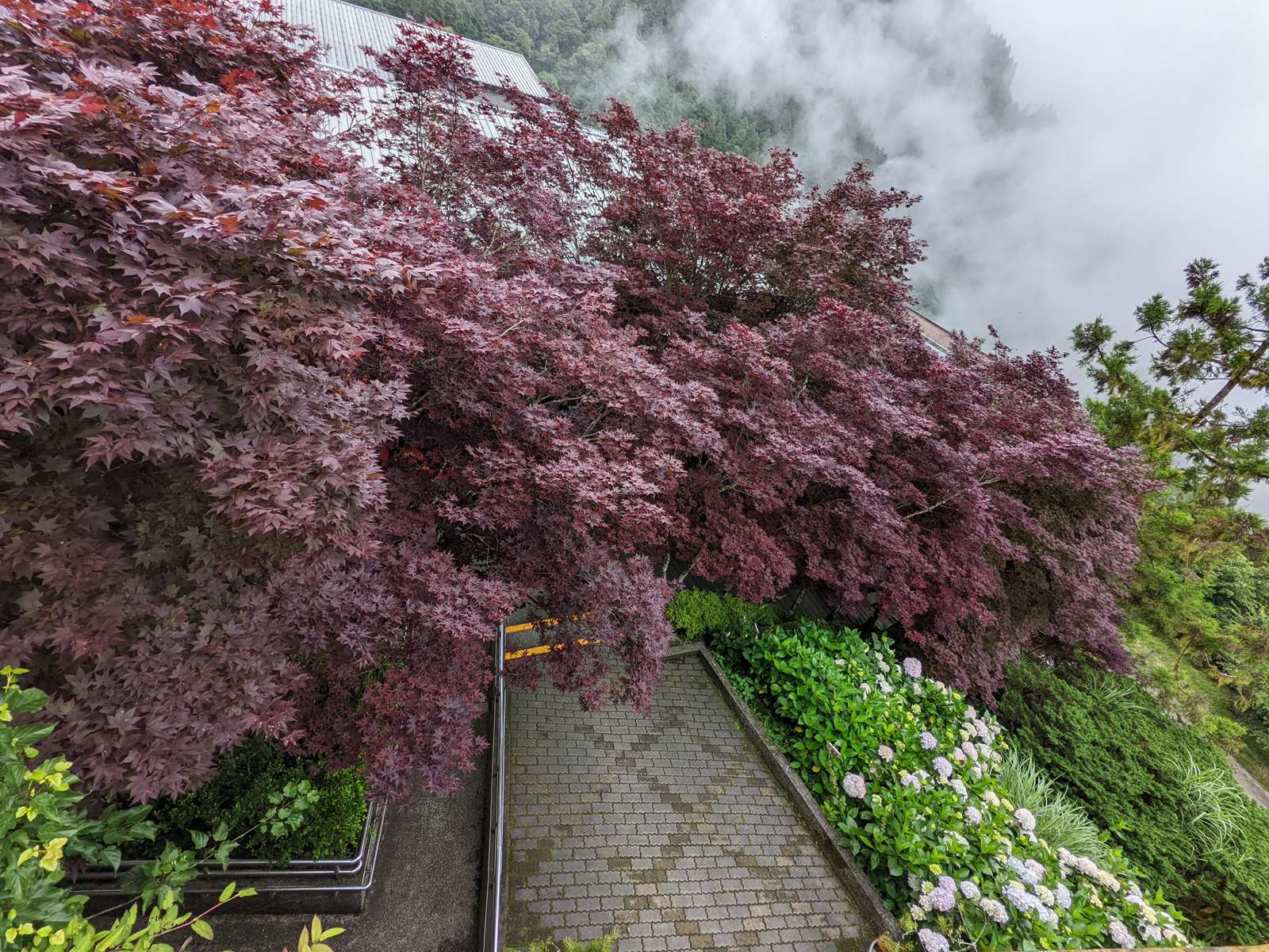 夏季賞紫葉槭楓紅