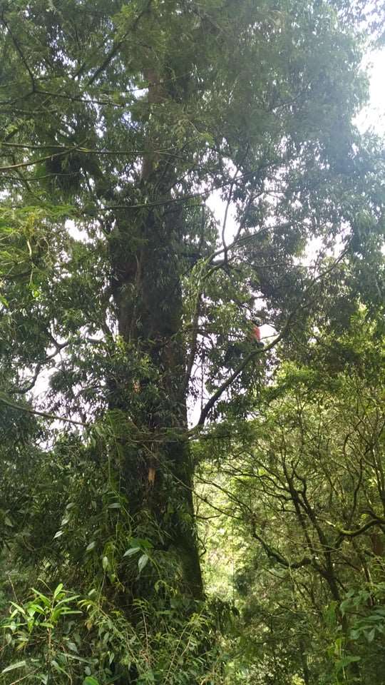 阿里山二號巨木