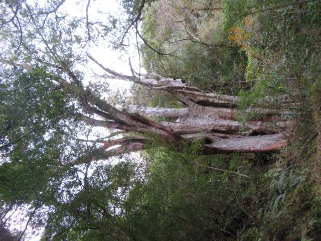拉拉山國家森林遊樂區編號第18號巨木