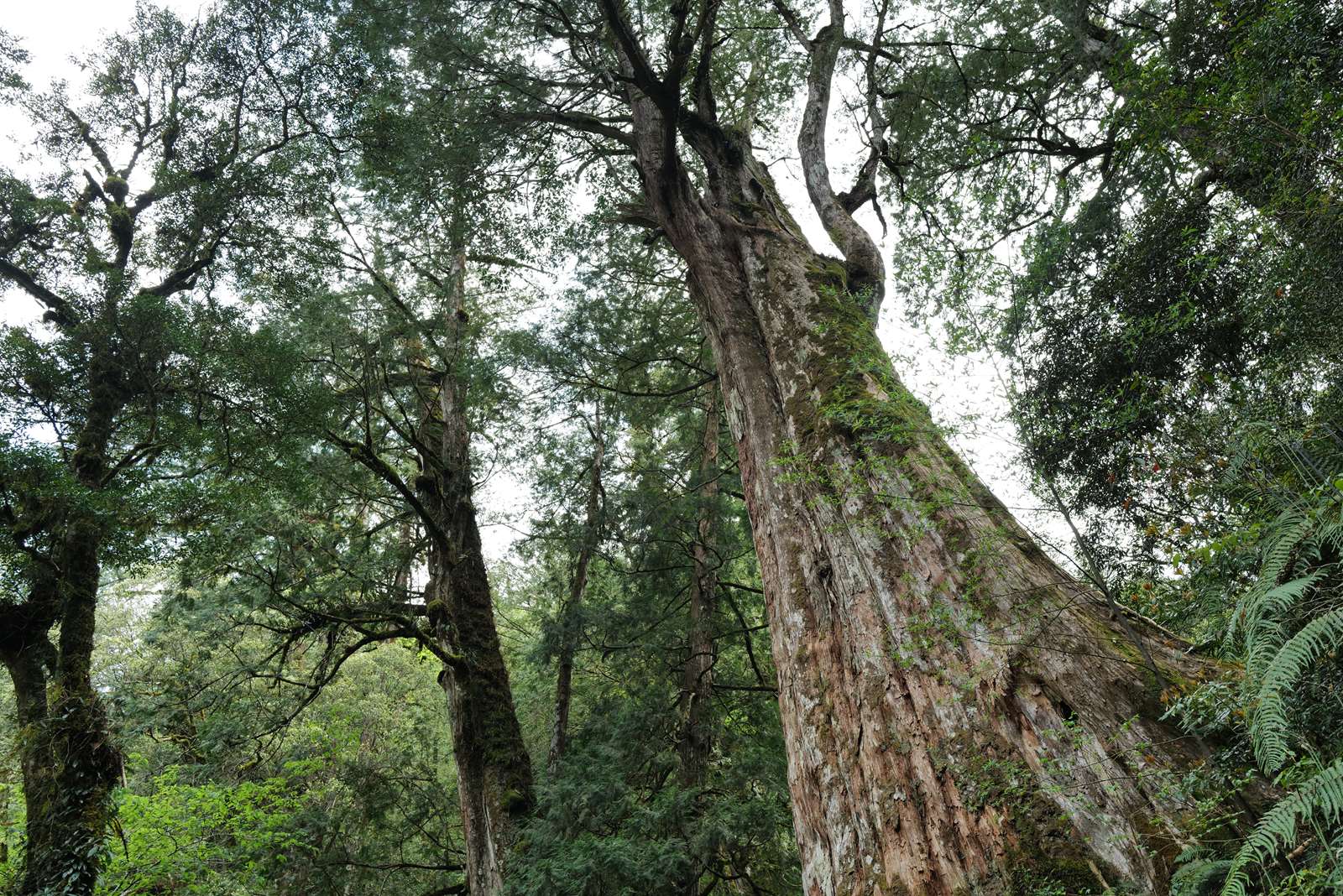 拉拉山國家森林遊樂區巨木