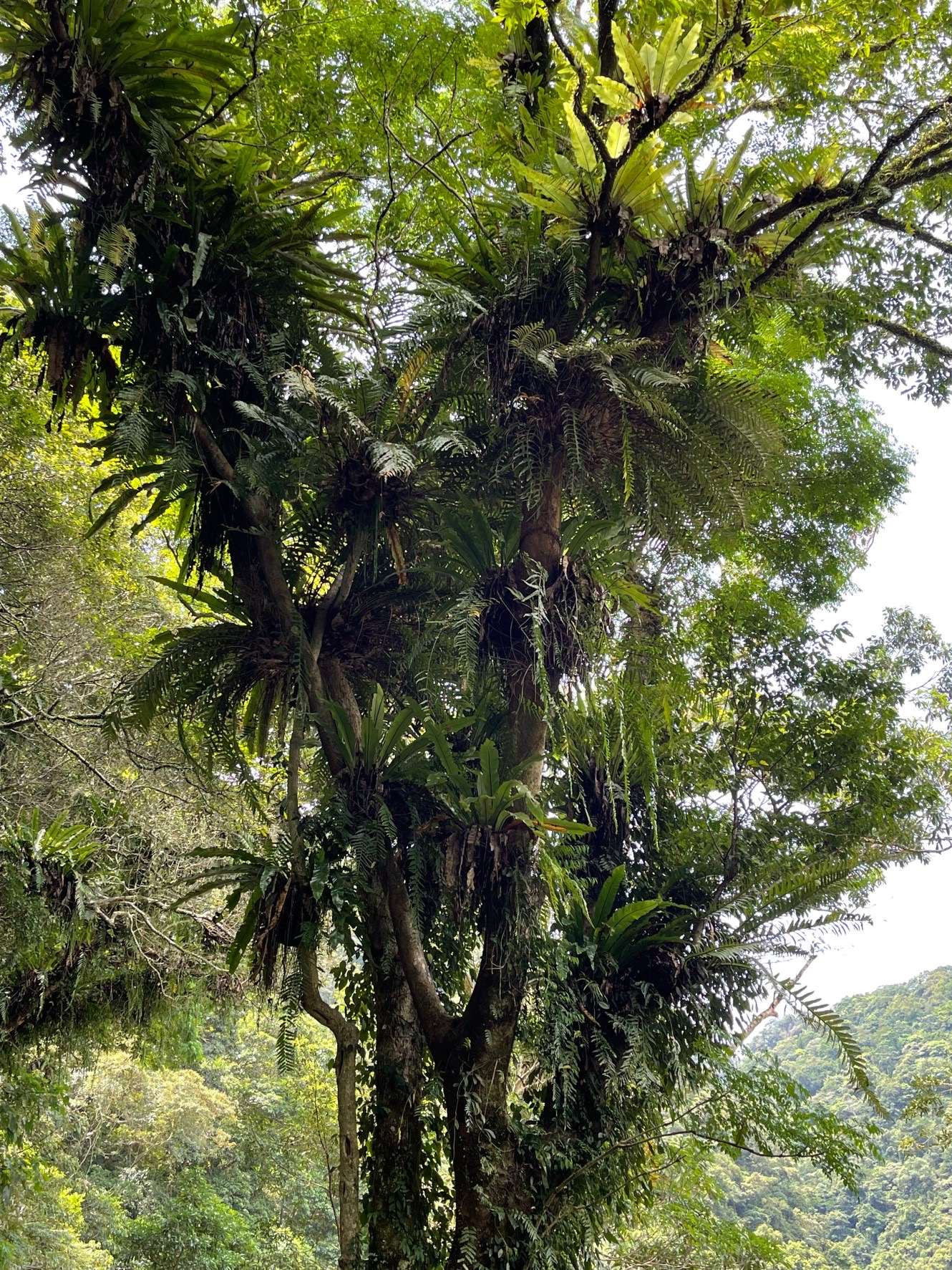 內洞國家森林遊樂區豐富多樣的蕨類植物