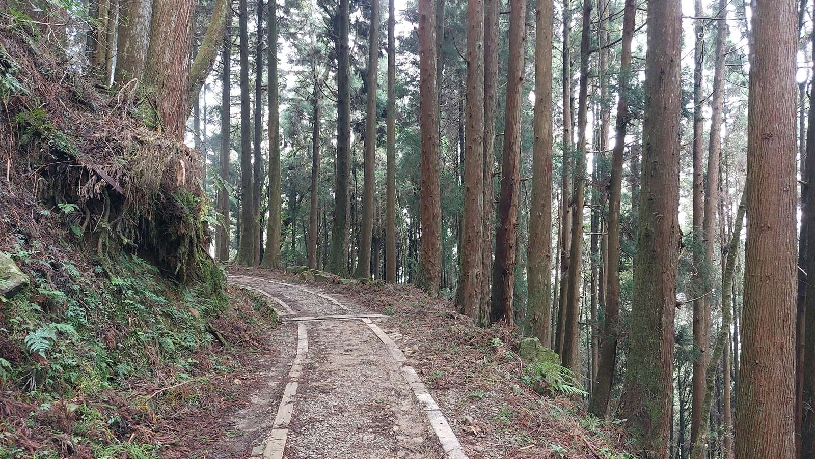 特富野古道現況照片