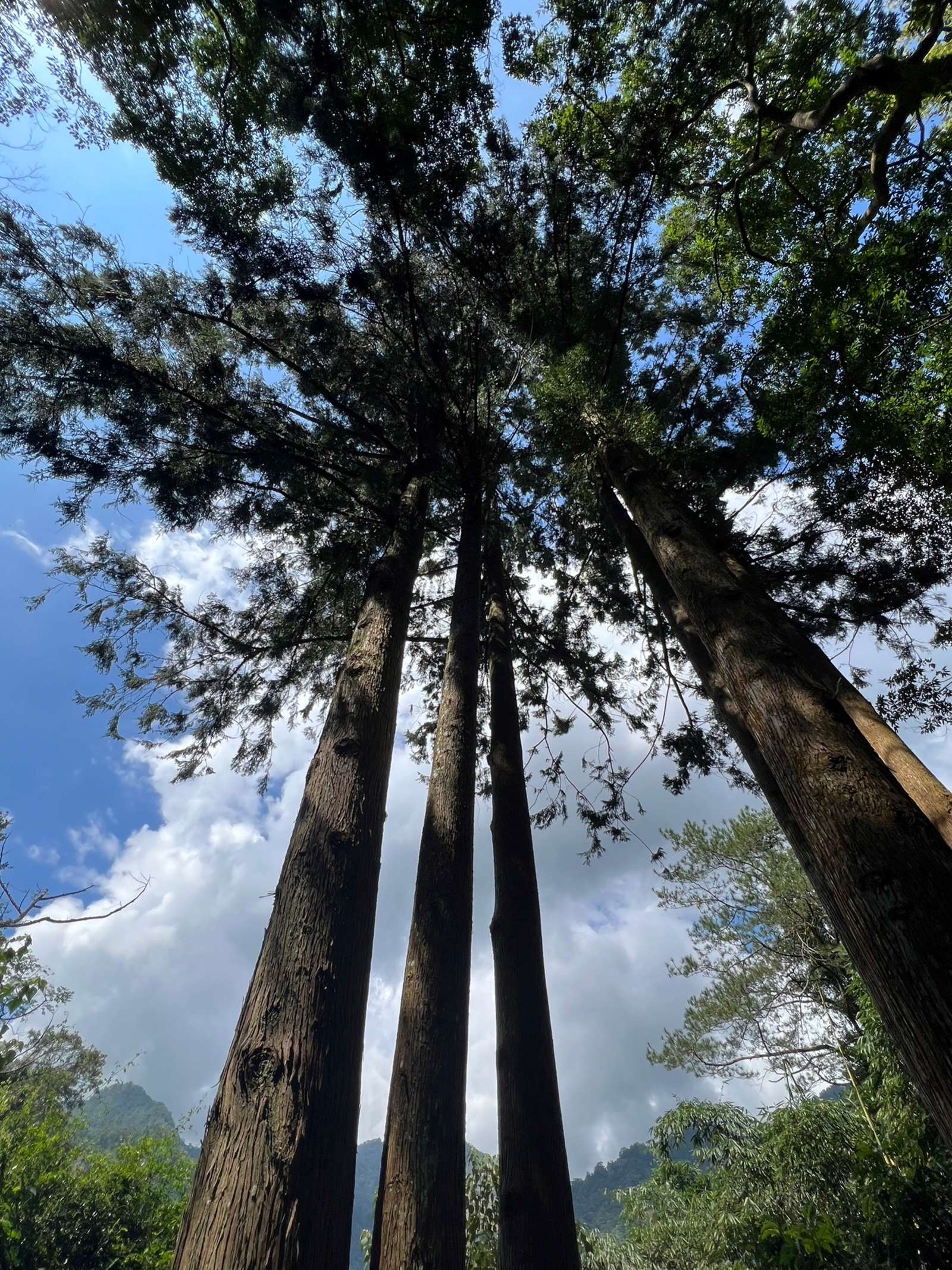 久良栖森林療癒步道台灣杉一景