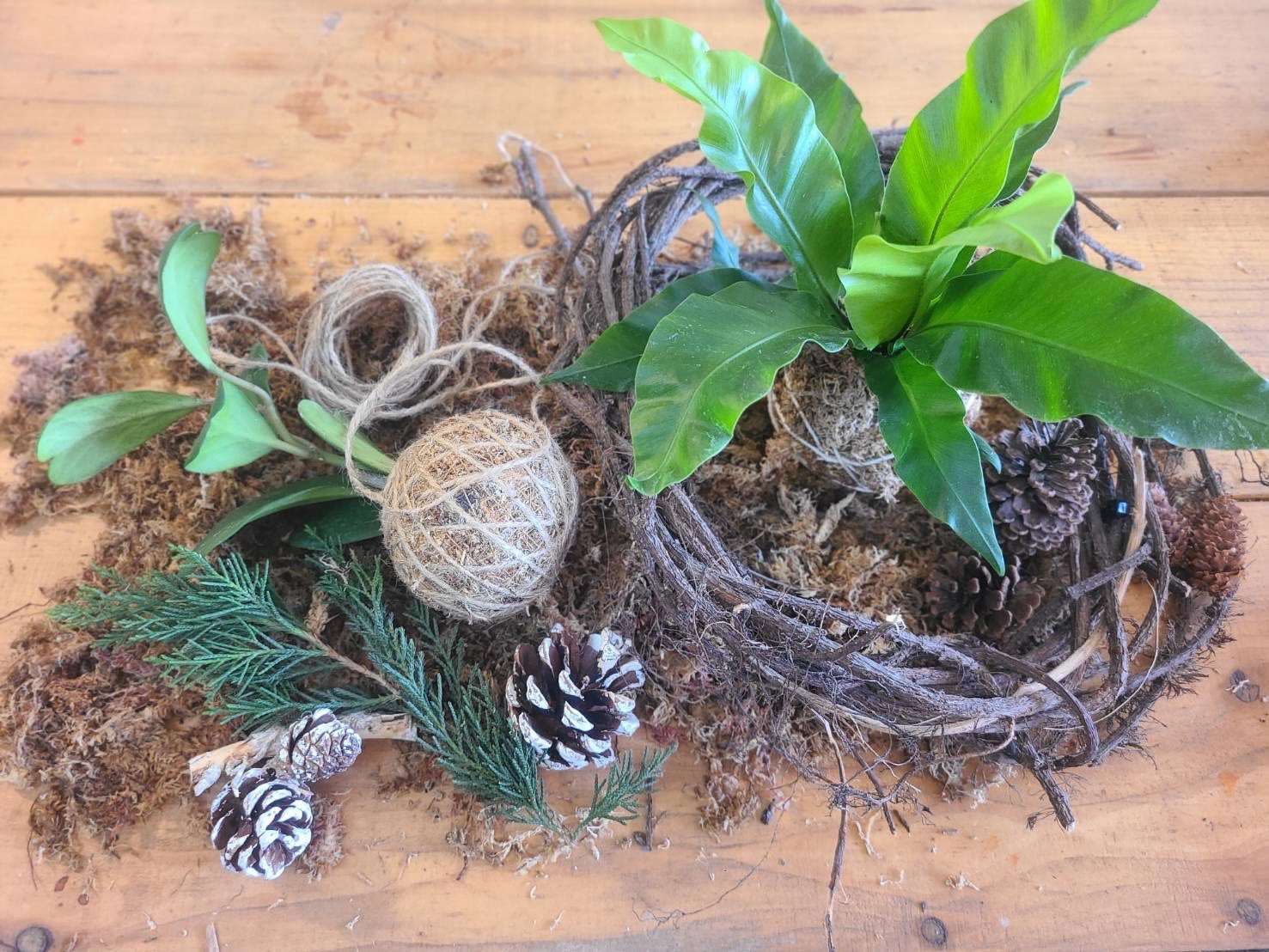 「聖誕．植森活」DIY苔球課程