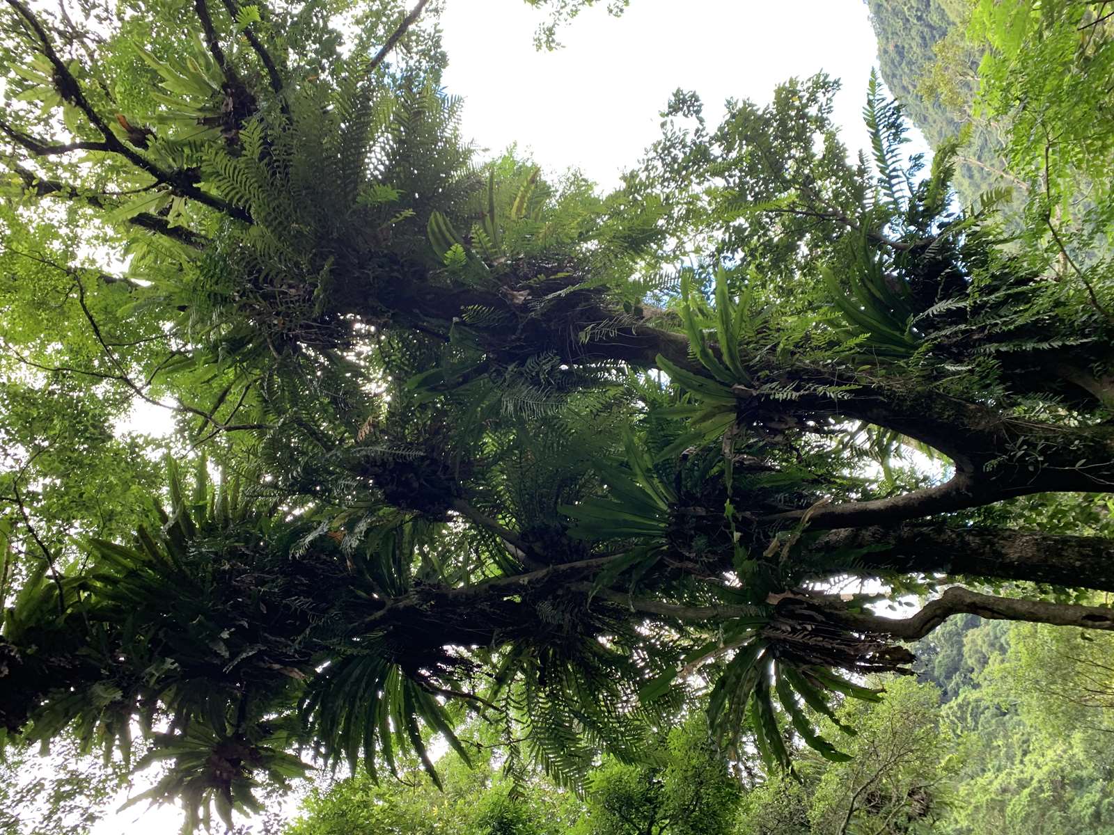 內洞國家森林遊樂區溫暖潮濕，是名副其實的蕨類植物樂園