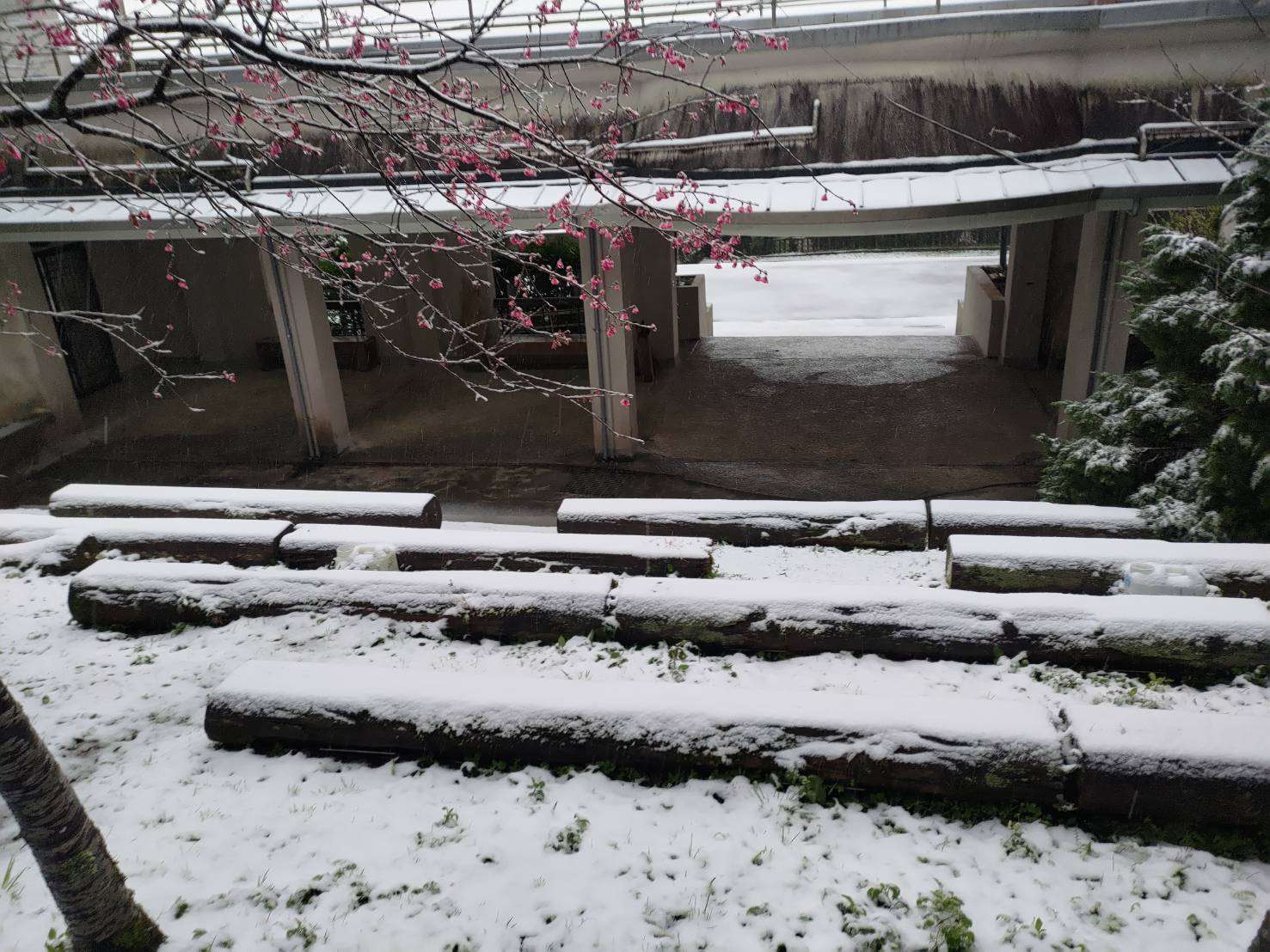 東眼山初春第一雪
