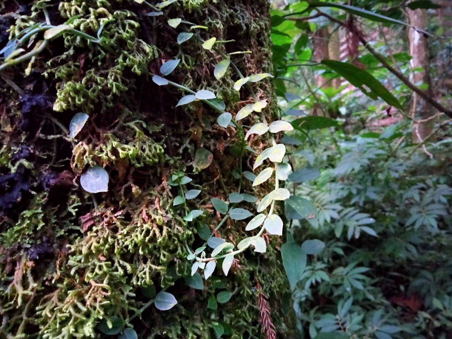 拎壁龍攀附在樹幹，纏繞如同龍一般扶搖直上