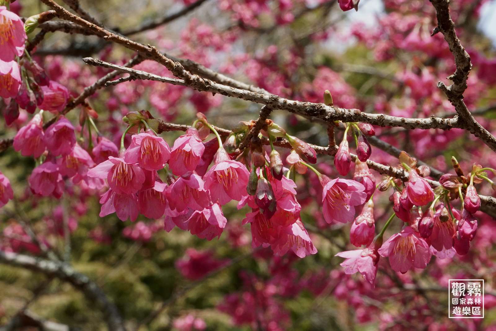 粉色的山櫻花從一月中旬開始陸續盛開，為櫻花嘉年華溫馨暖場