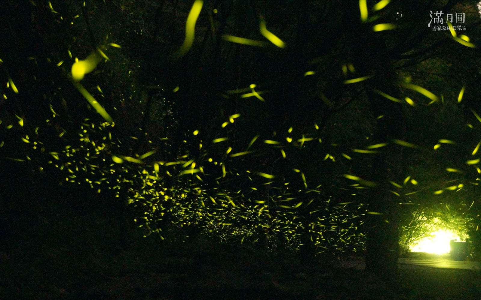 滿月圓的螢火蟲閃閃飛舞