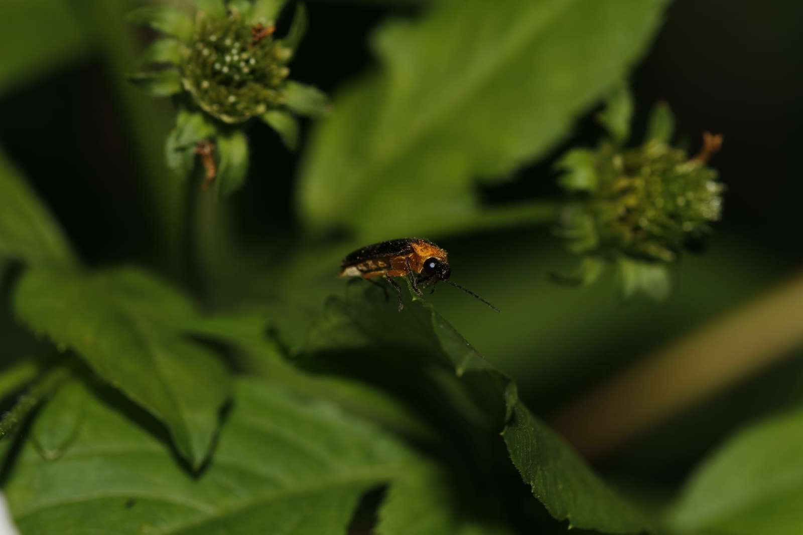 滿月圓具有豐富的生態資源，圖中為園區常見的黑翅螢