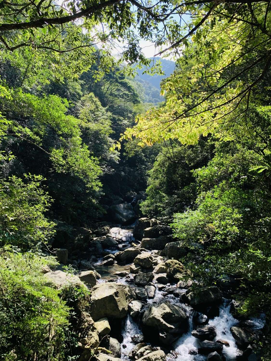 有著清淨水質的蚋仔溪是螢火蟲的重要棲息地