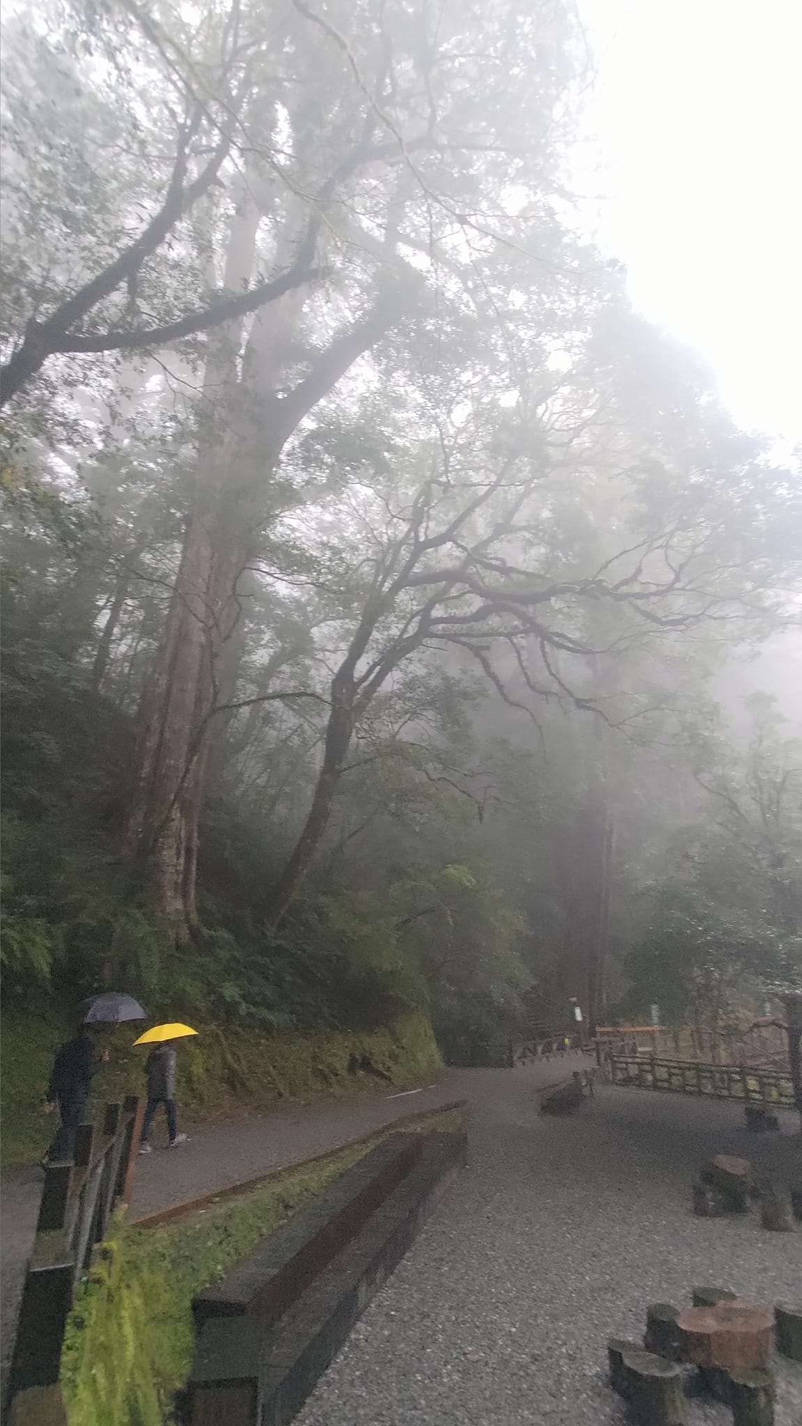 拉拉山國家森林遊樂區巨木步道