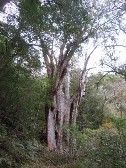 拉拉山國家森林遊樂區紅檜巨木