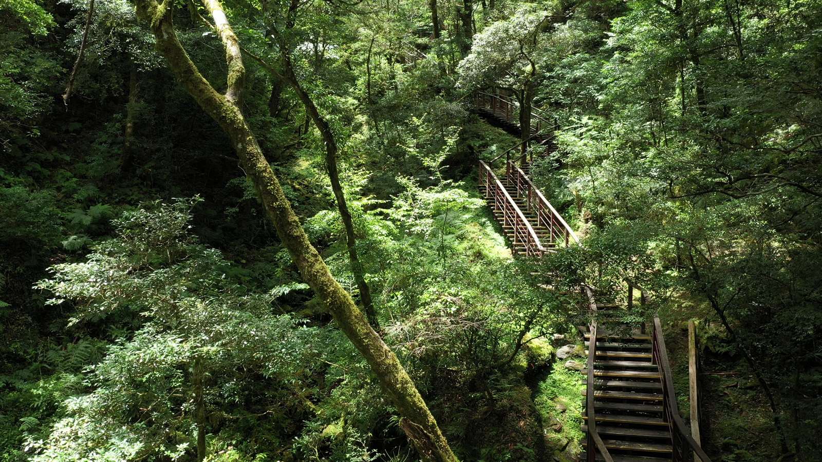 拉拉山國家森林遊樂區-巨木步道