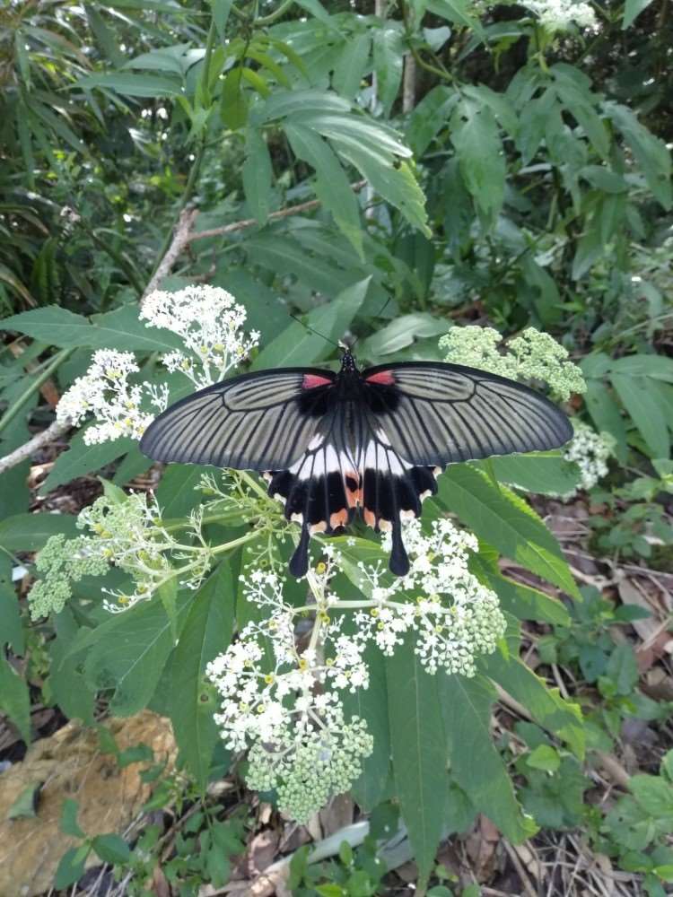 滿月圓具有豐富的蝴蝶生態資源，圖中為大鳳蝶