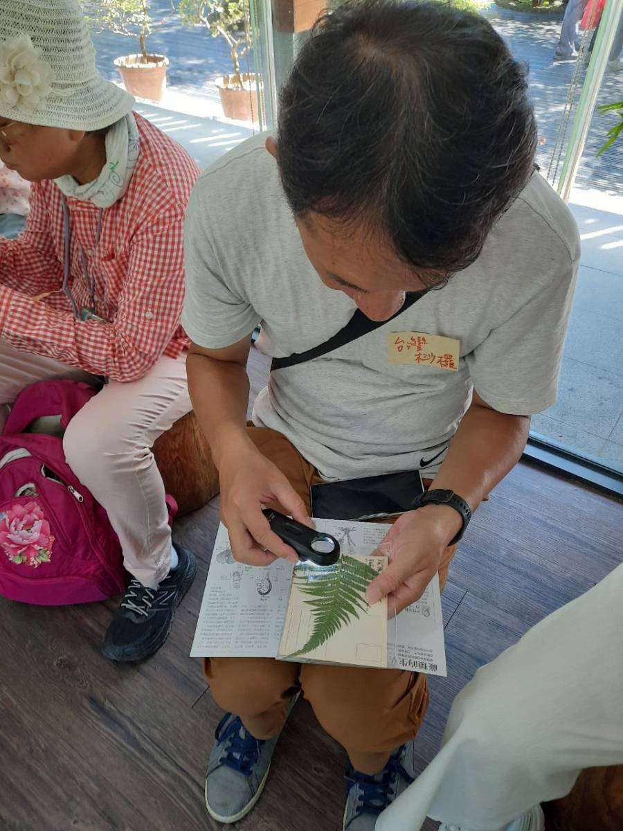 蕨類主題導覽觀察孢子囊群