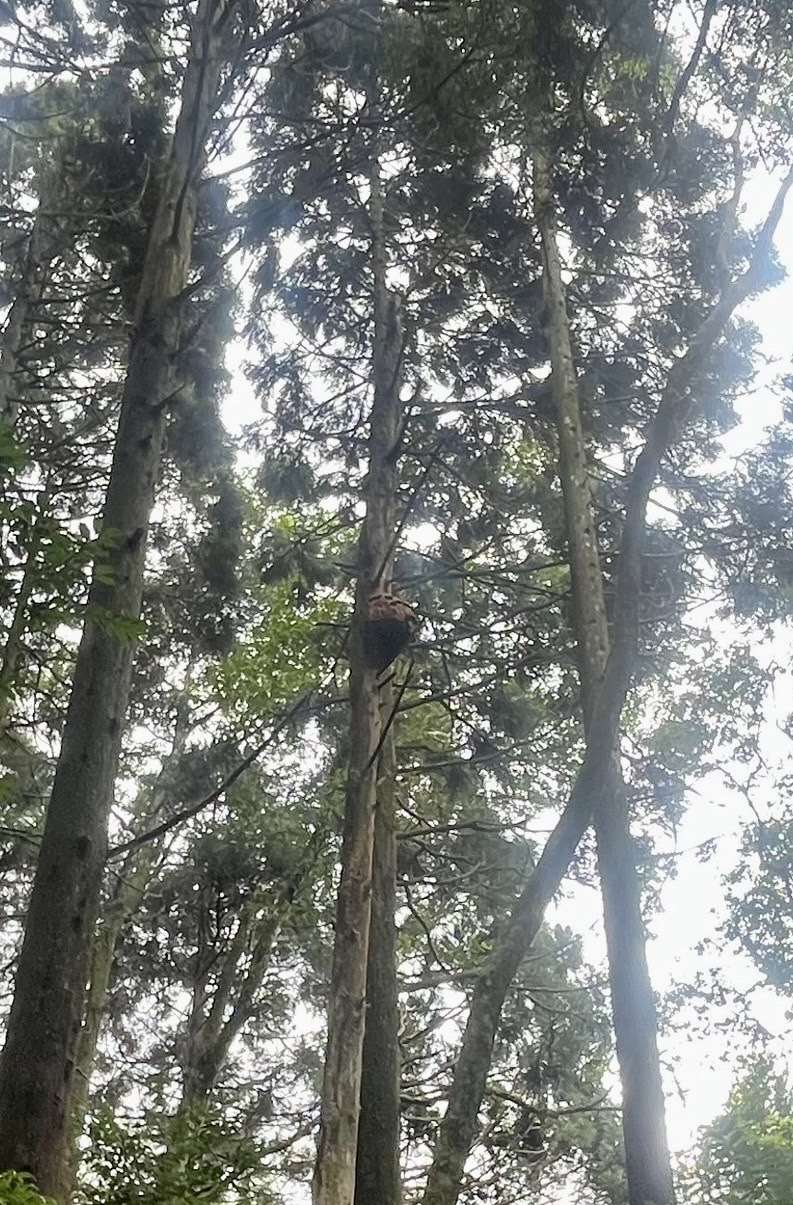 加里山步道大坪登山口附近虎頭蜂蜂窩