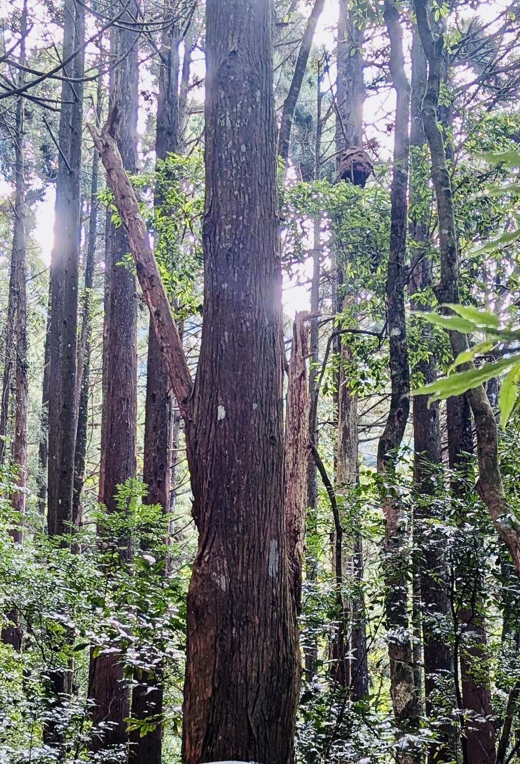 加里山步道大坪登山口附近虎頭蜂蜂窩
