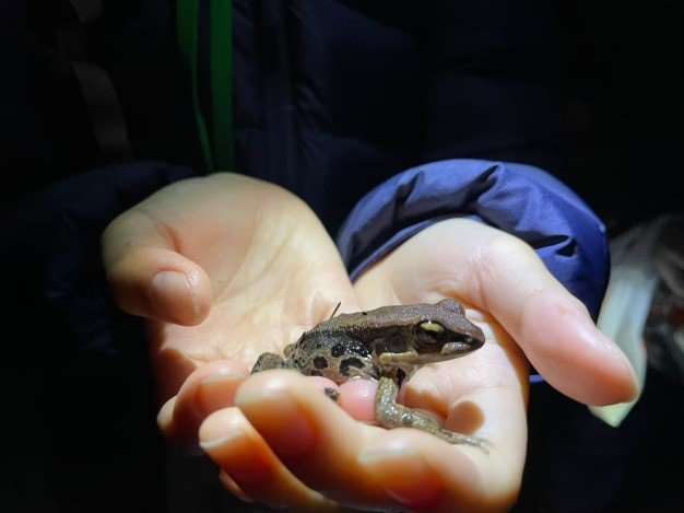 守護青蛙、人人有責