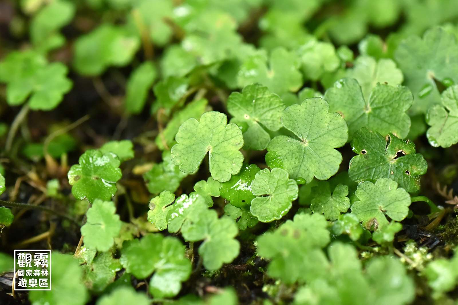 kati’azem（阿里山天胡荽）是觀霧常見植物，具備強韌生命力。賽夏族在嬰兒命名儀式中會將kati’azem貼在嬰兒臉上，以祈求孩子平安長大。