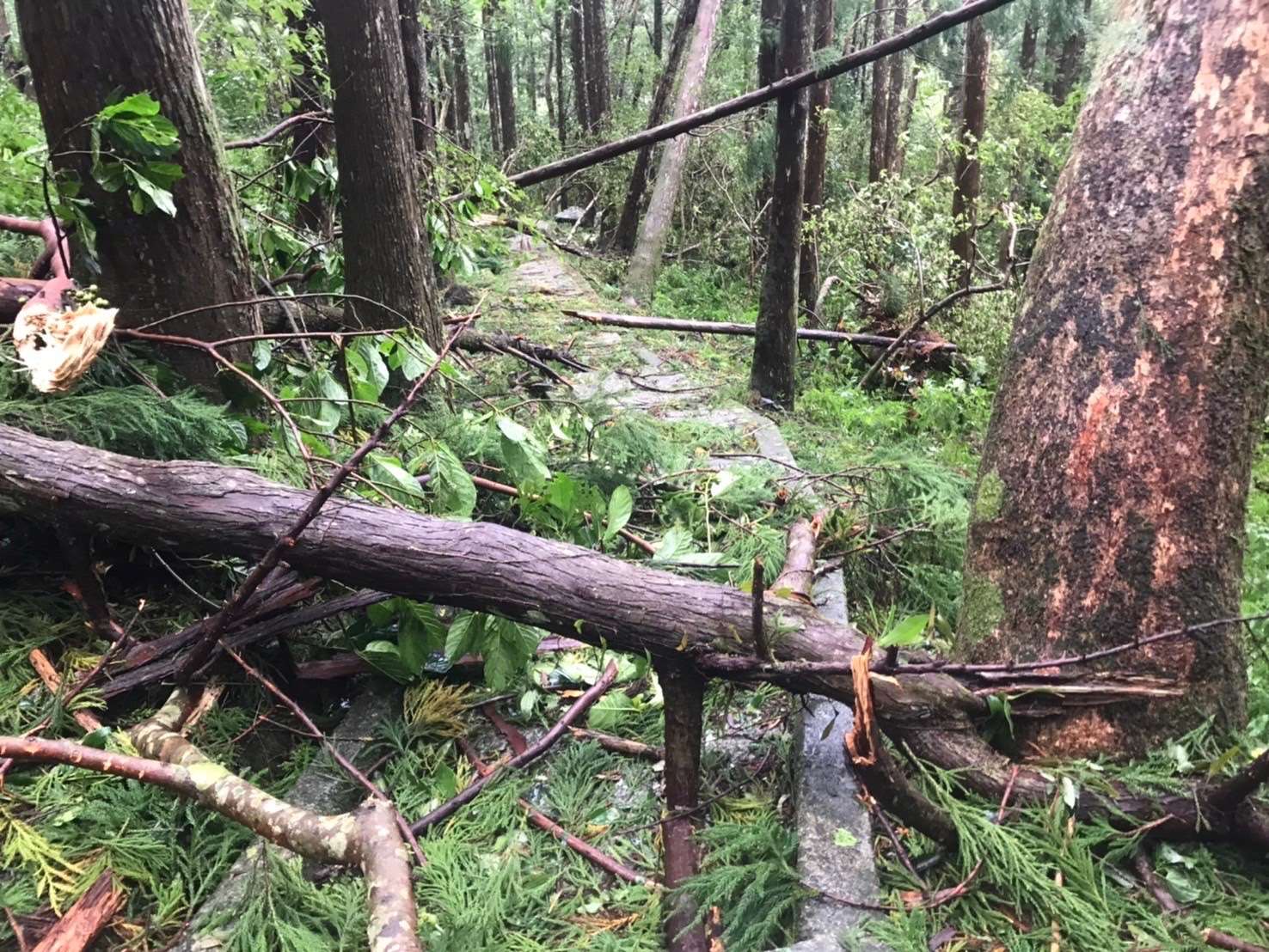 滿月圓國家森林遊樂區自導式步道倒木眾多通行受阻，移除中