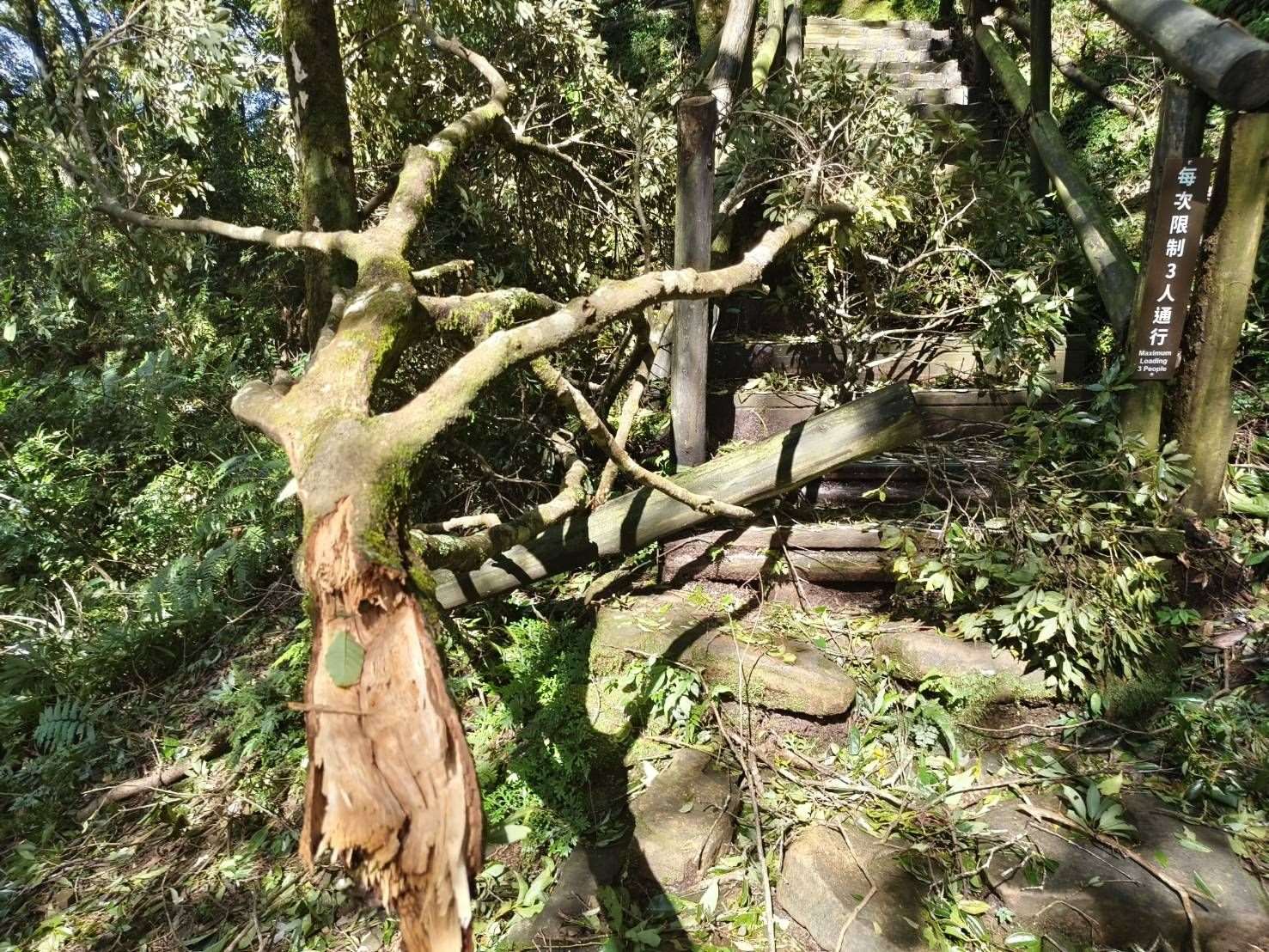 東眼山國家森林遊樂區內東眼山三角點平台損壞情形