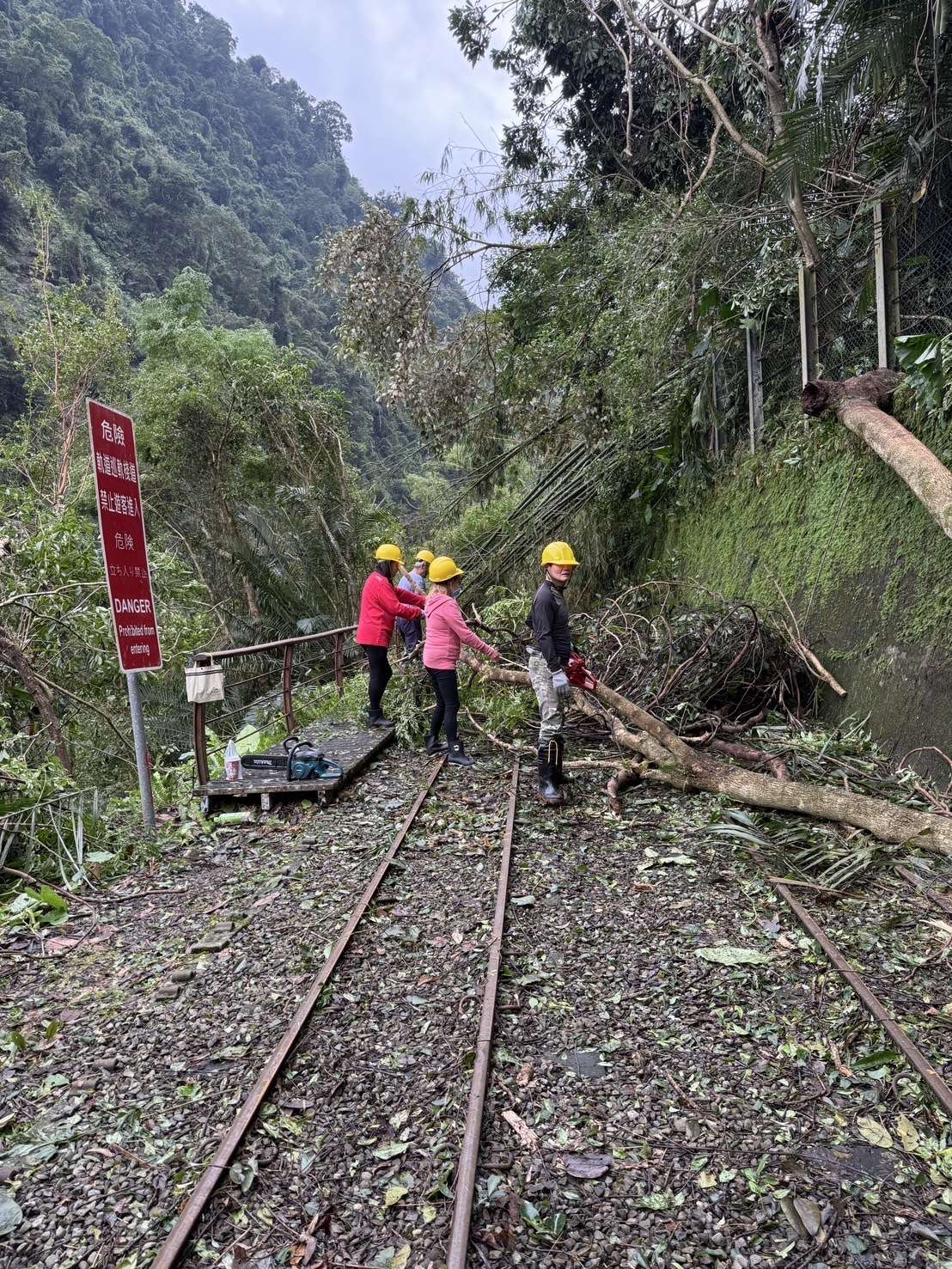 烏來台車軌道沿線倒木眾多移除情形