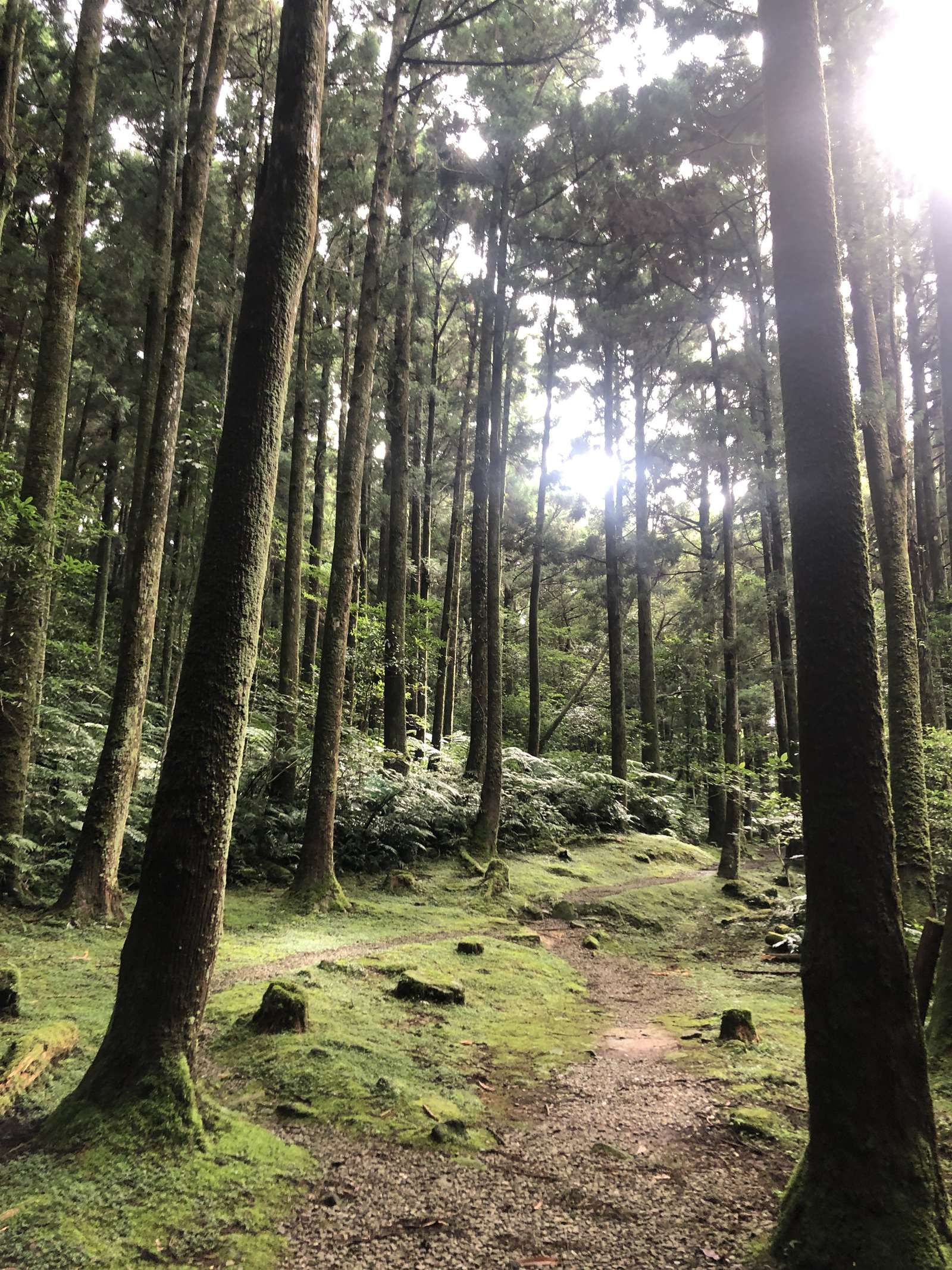 晨曦裡東眼山柳杉林