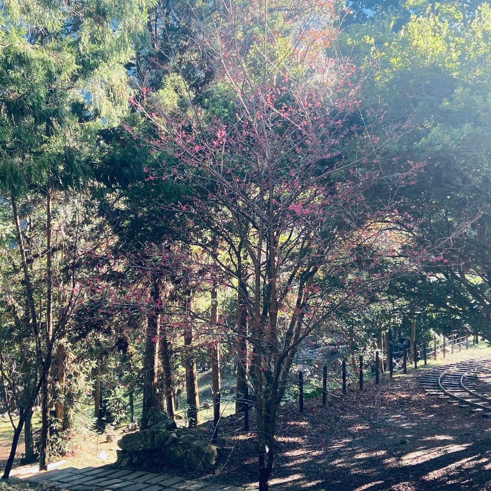 八仙山國家森林遊樂區山櫻花目前已綻放4成