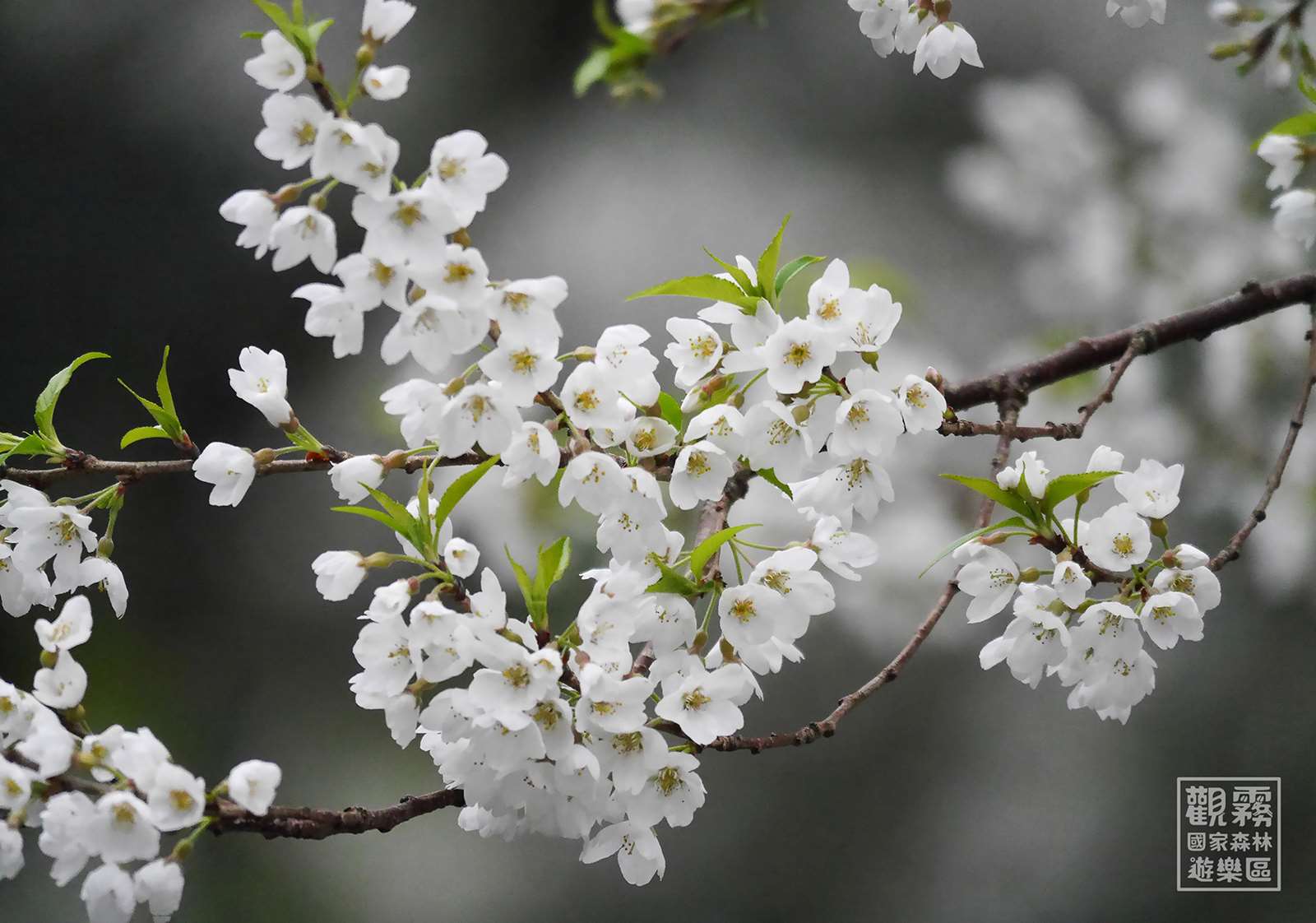 花朵純白如雪的霧社櫻稀有少見，是臺灣原生且特有的櫻花。