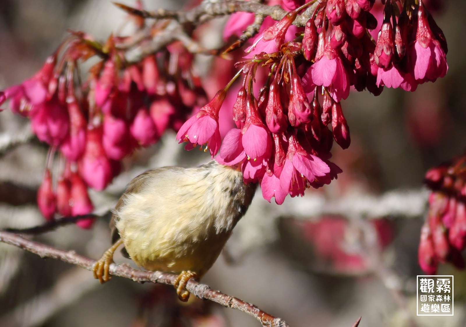艷粉的山櫻花已捎來春天的訊息，以花蜜款待森林動物。