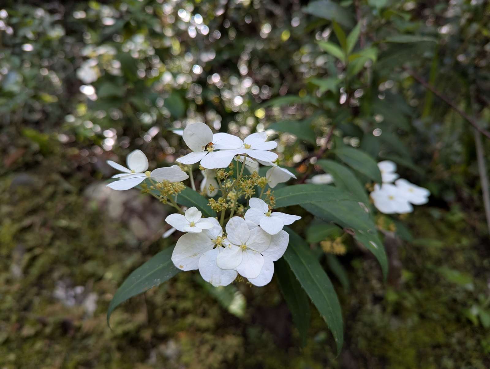 八仙山國家森林遊樂區華八仙盛開景色