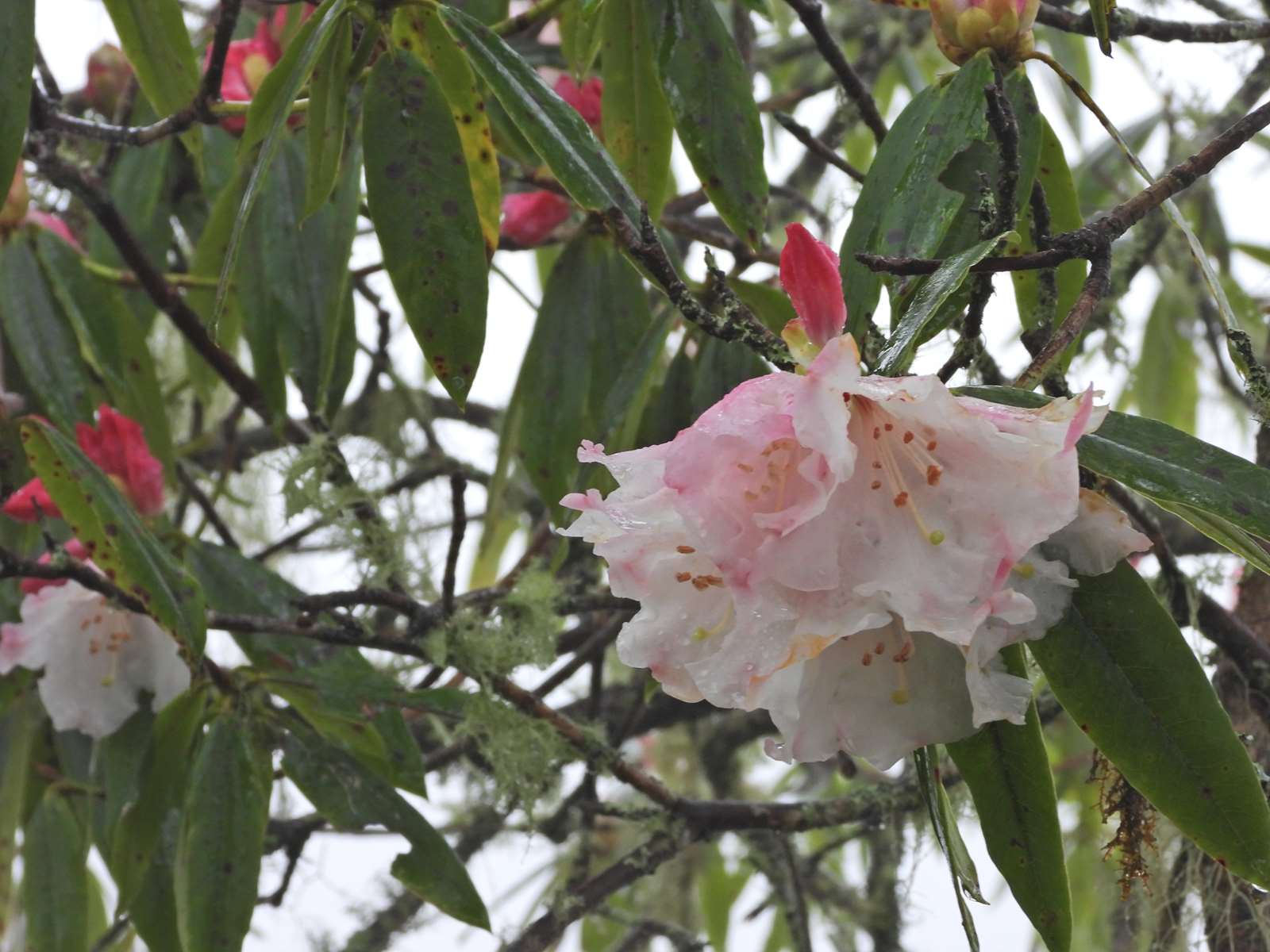 大雪山國家森林遊樂區玉山杜鵑陸續綻放
