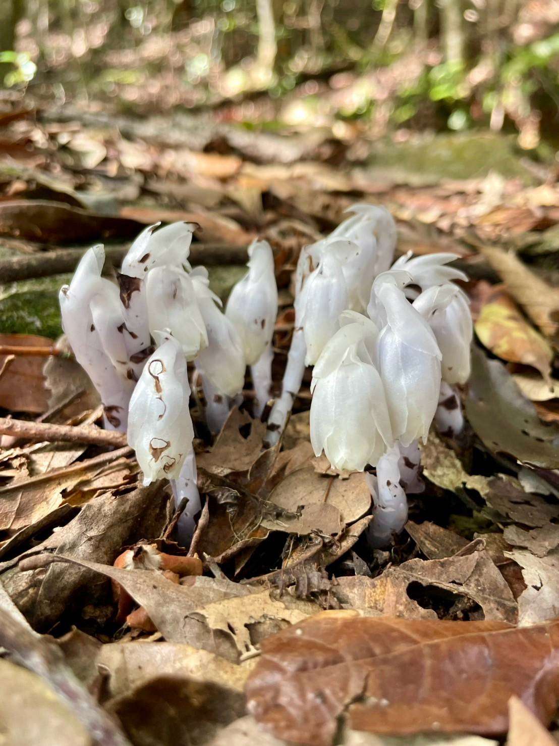 大雪山國家森林遊樂區宛如童話精靈般的水晶蘭
