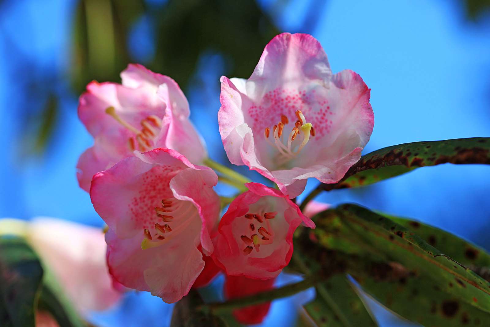 大雪山國家森林遊樂區玉山杜鵑