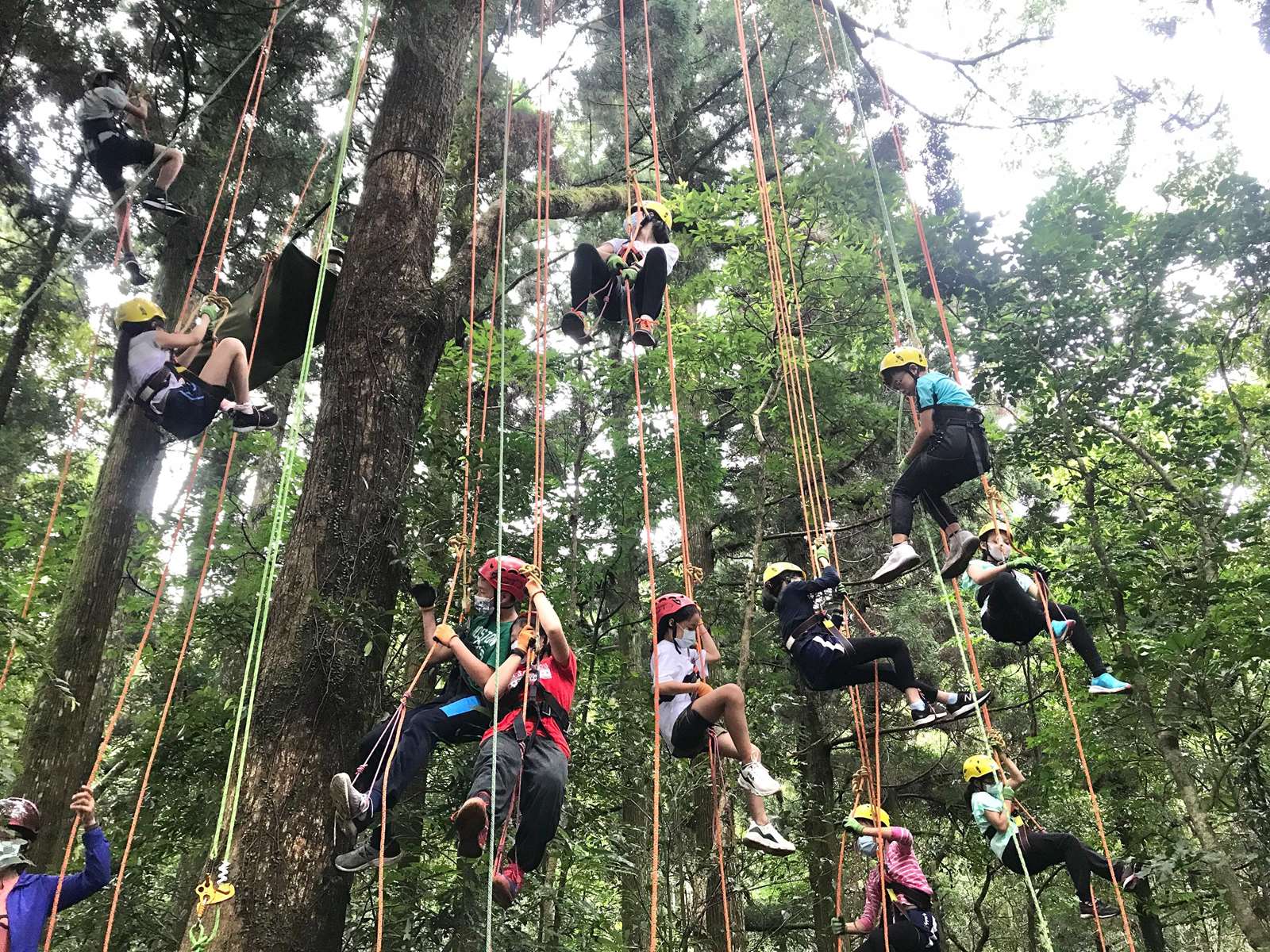 攀樹體驗_東眼山