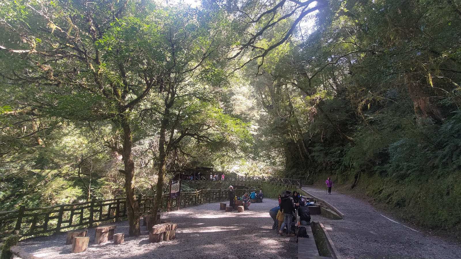 巨木陪你一起聽音樂