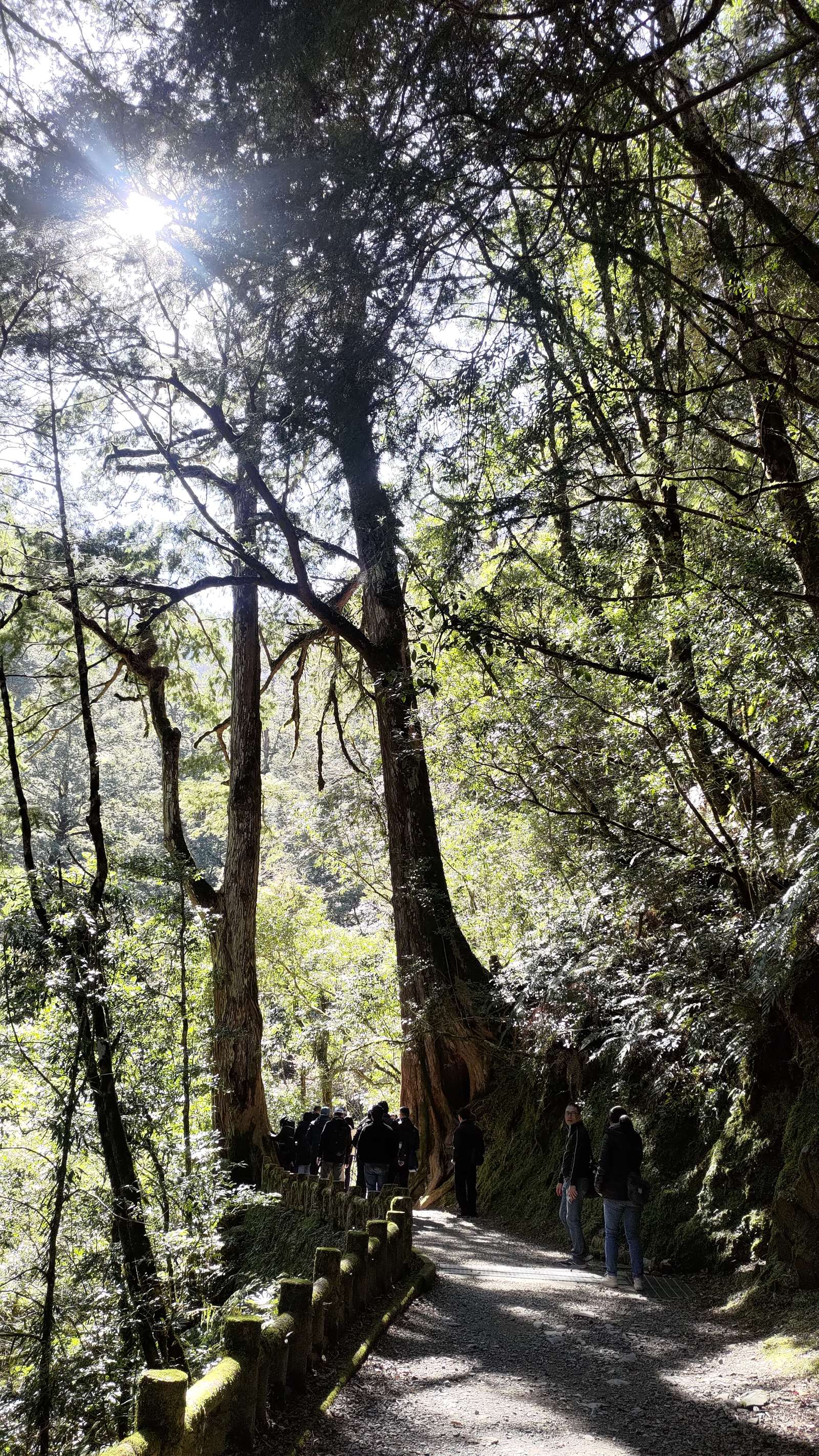 拉拉山國家森林遊樂區