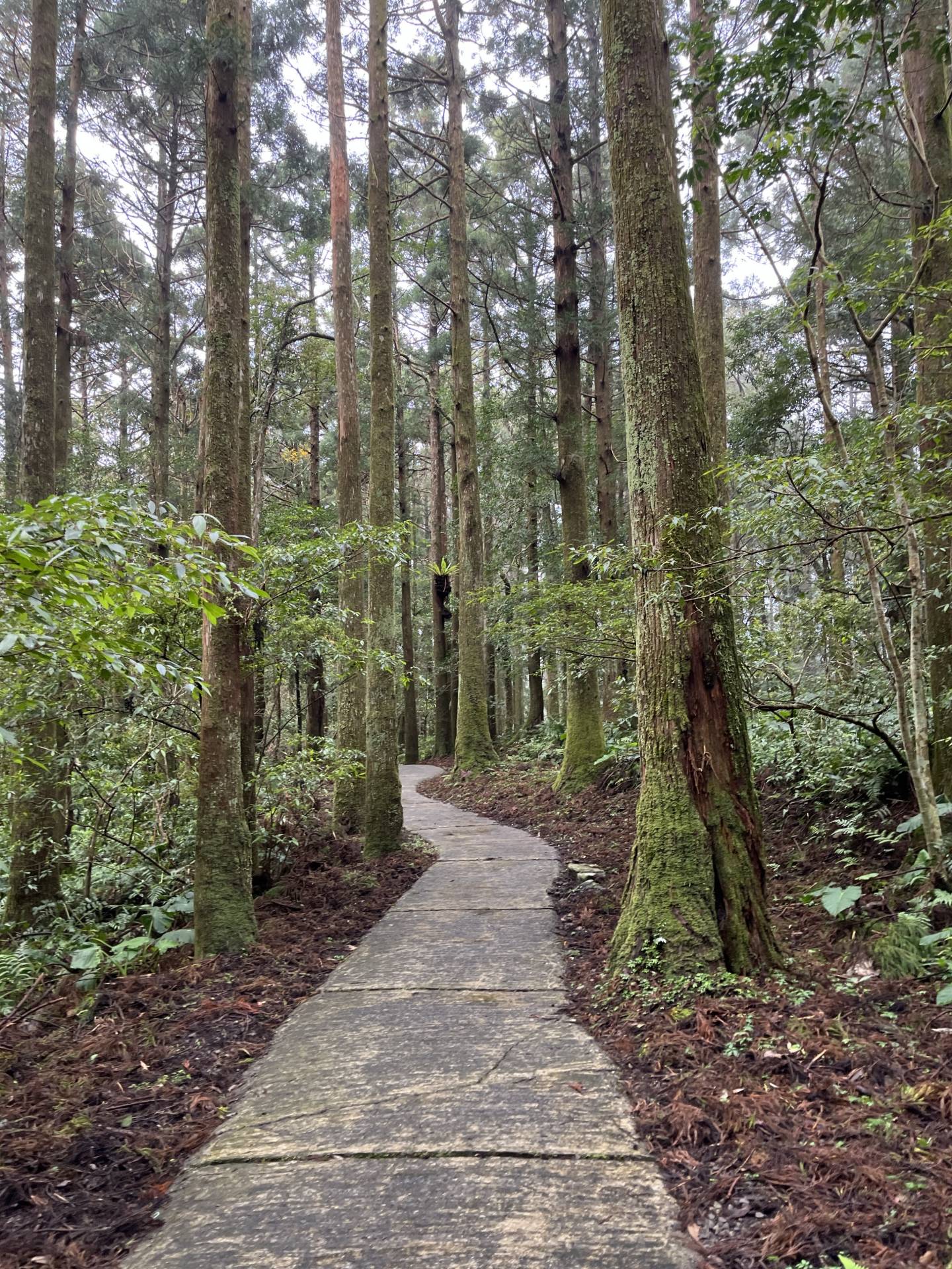 東眼山國家森林遊樂區景觀步道