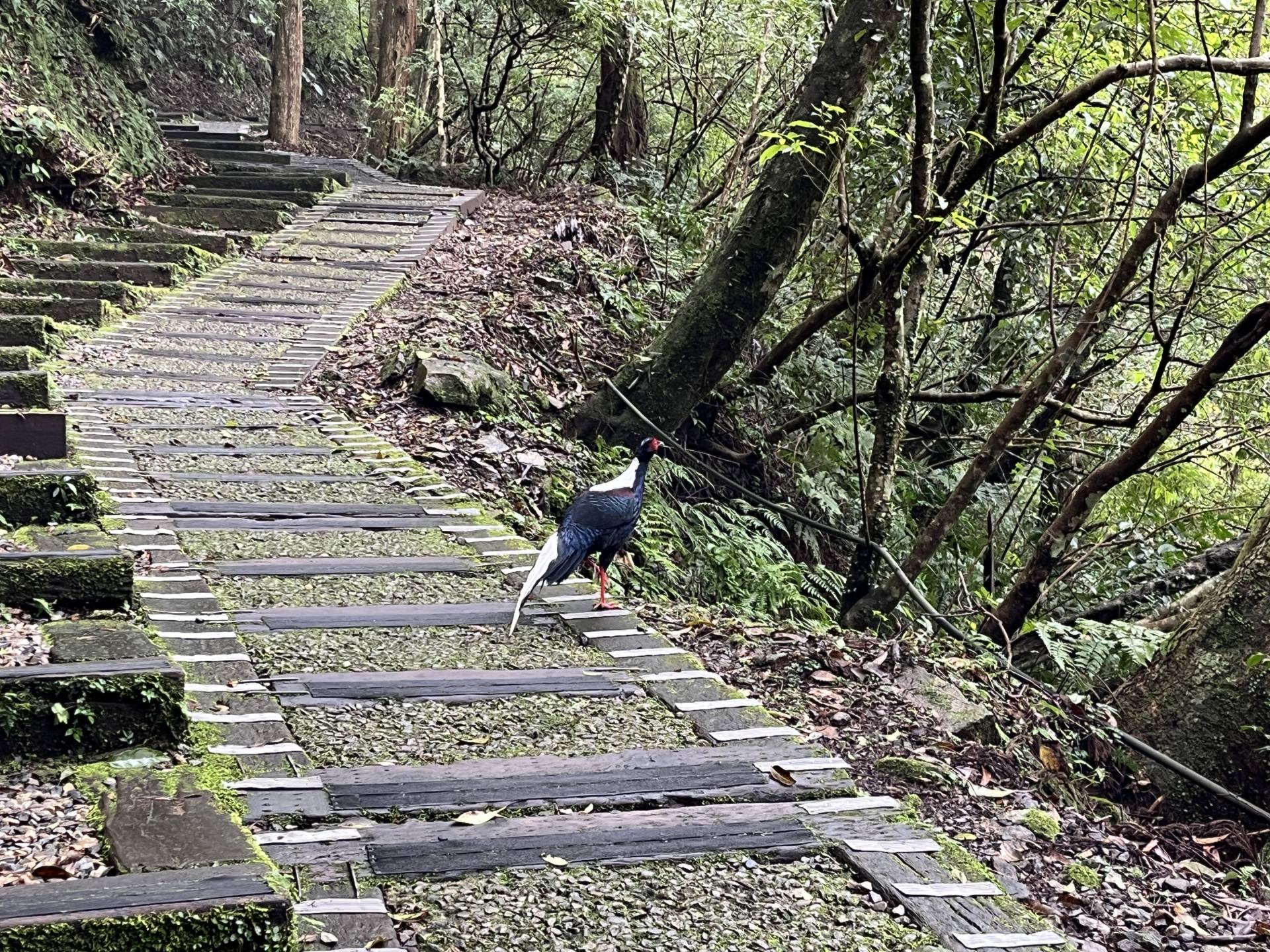 東眼山國家森林遊樂區臺灣特有種藍腹鷴