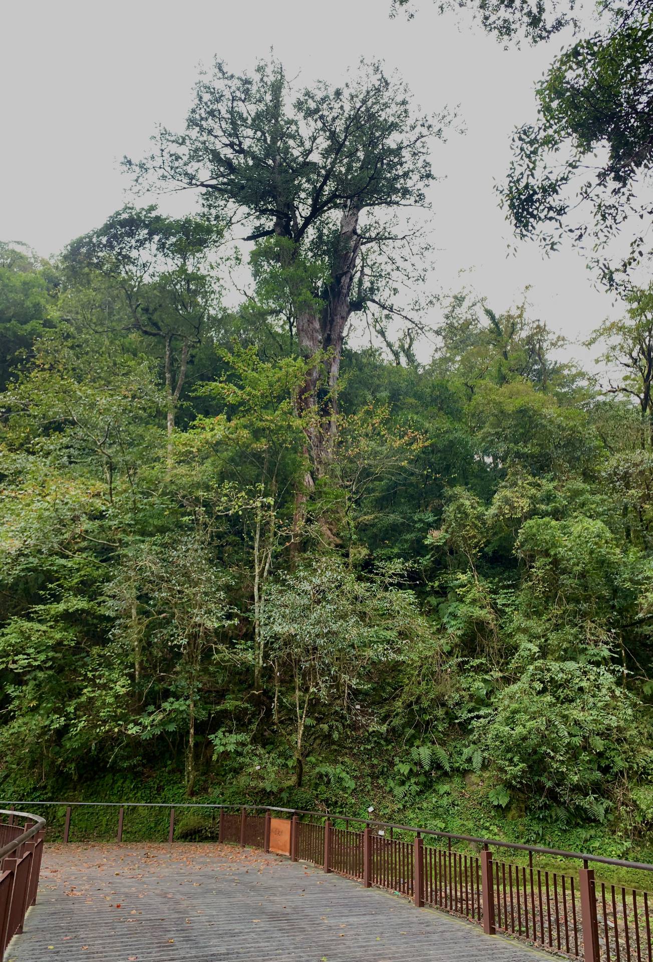 倒伏前的紅檜巨木