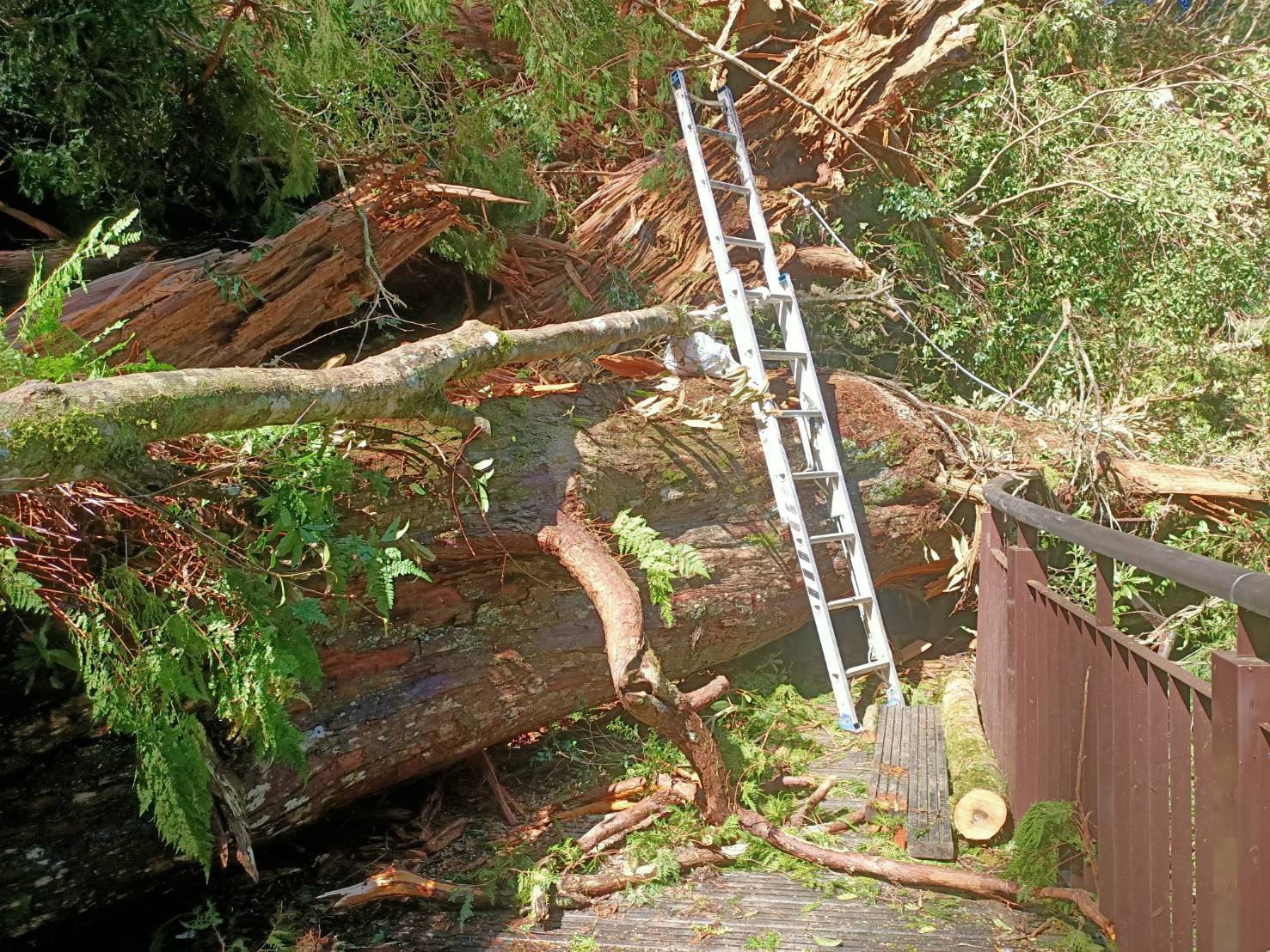倒伏於眺望之橋上的紅檜巨木