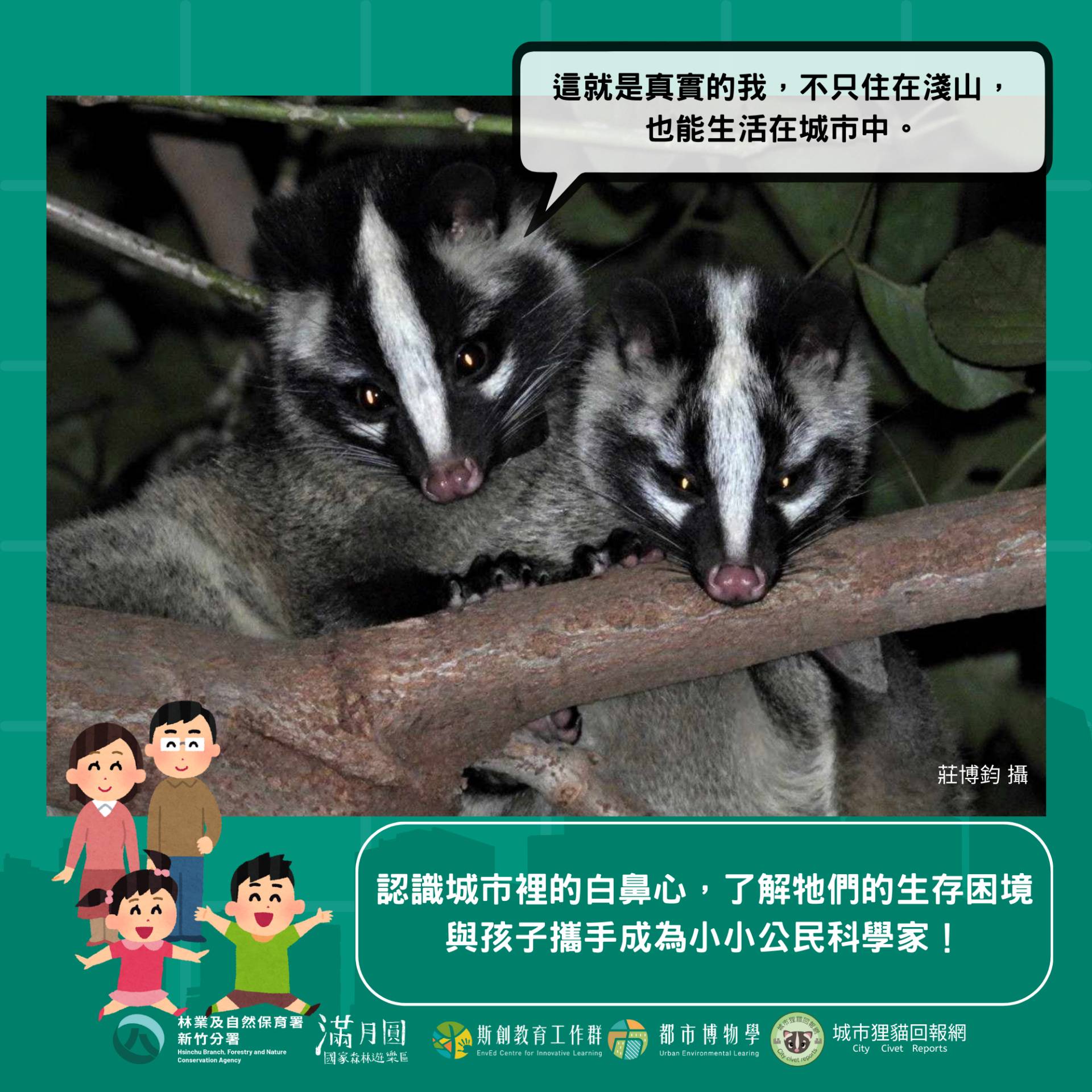 城市狸貓保衛戰-白鼻心(滿月圓遊客中心提供)