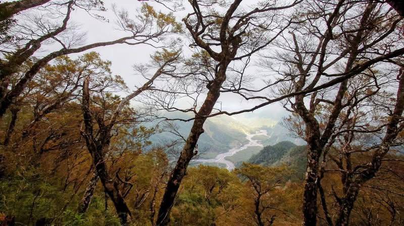 太平山山毛櫸