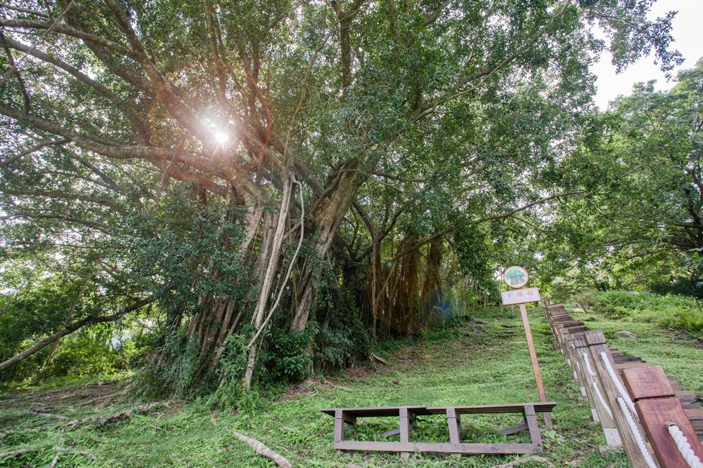 知本千根榕