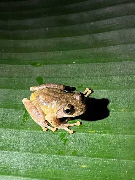 張大眼睛仔細尋找蛙蛙