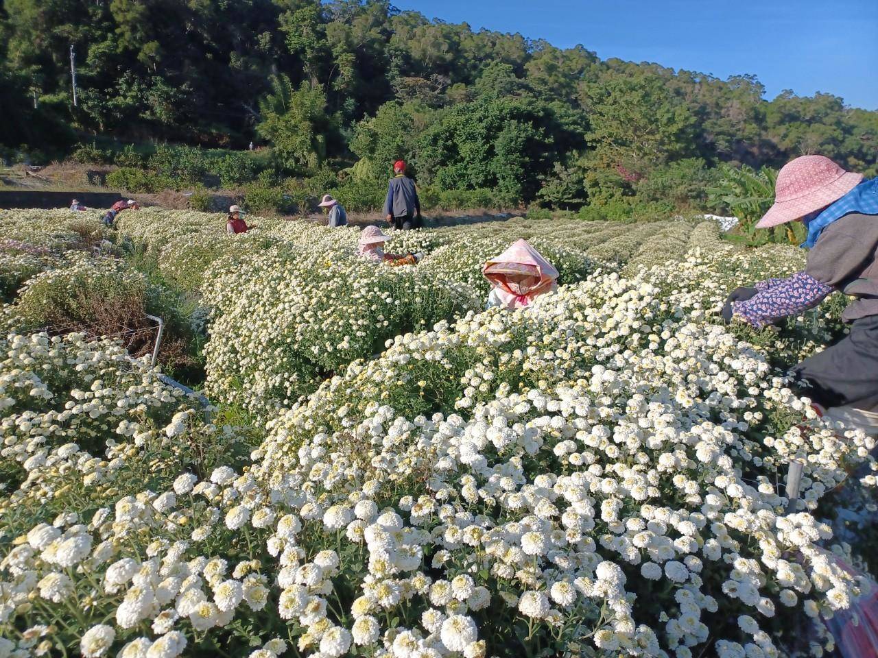 過往九湖社區杭菊田實景