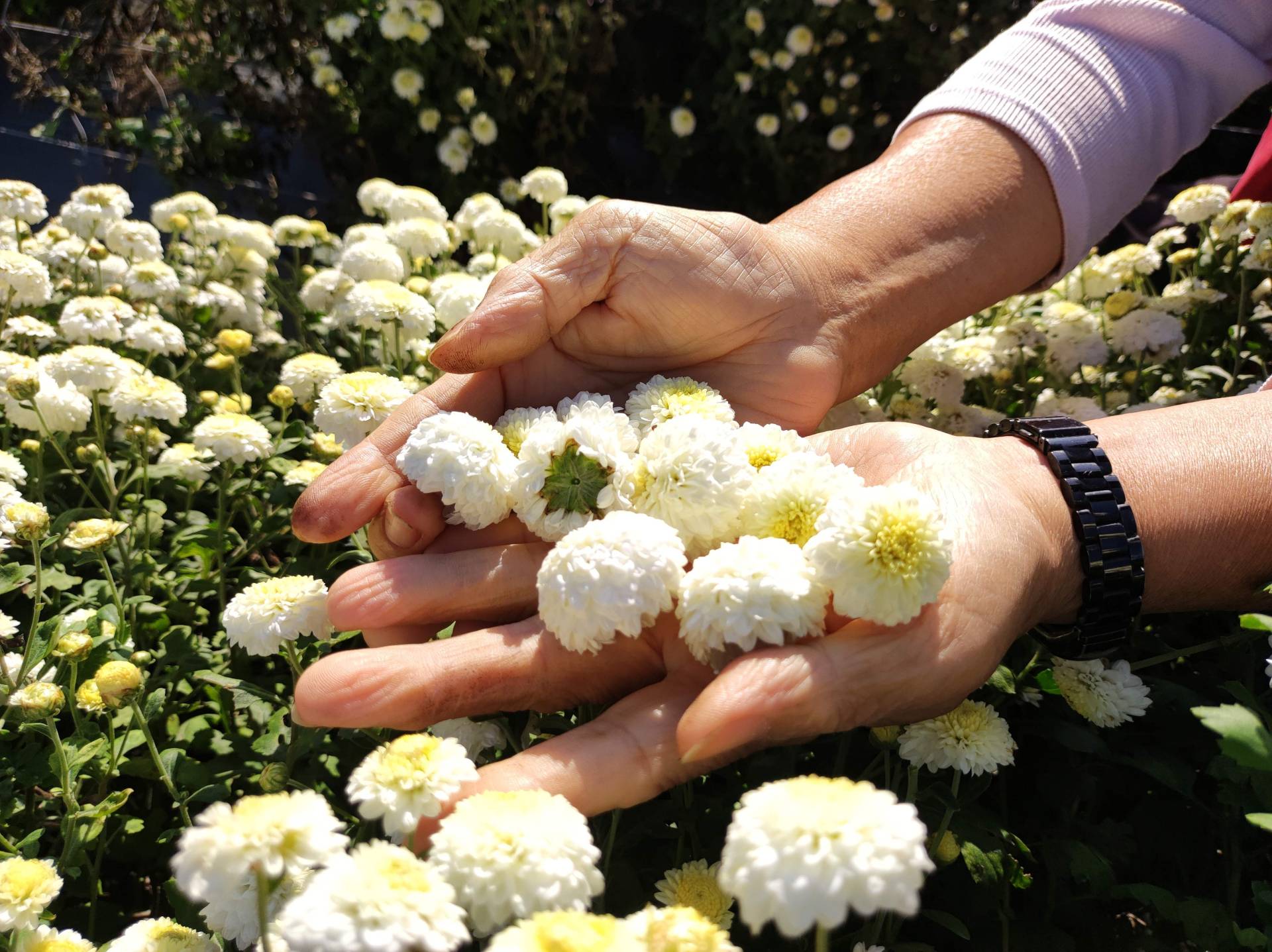採收杭菊撲鼻香味